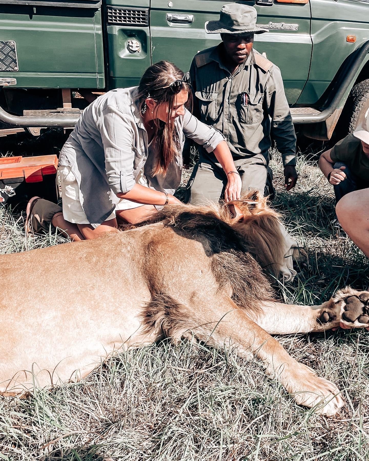 Danielle and a veterinary team working on a sedated lion beside a safari vehicle