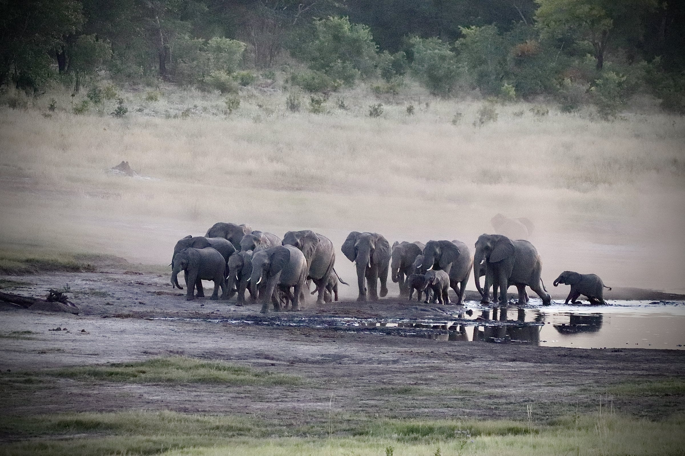 Zimbabwe: Elephants in Hwange.