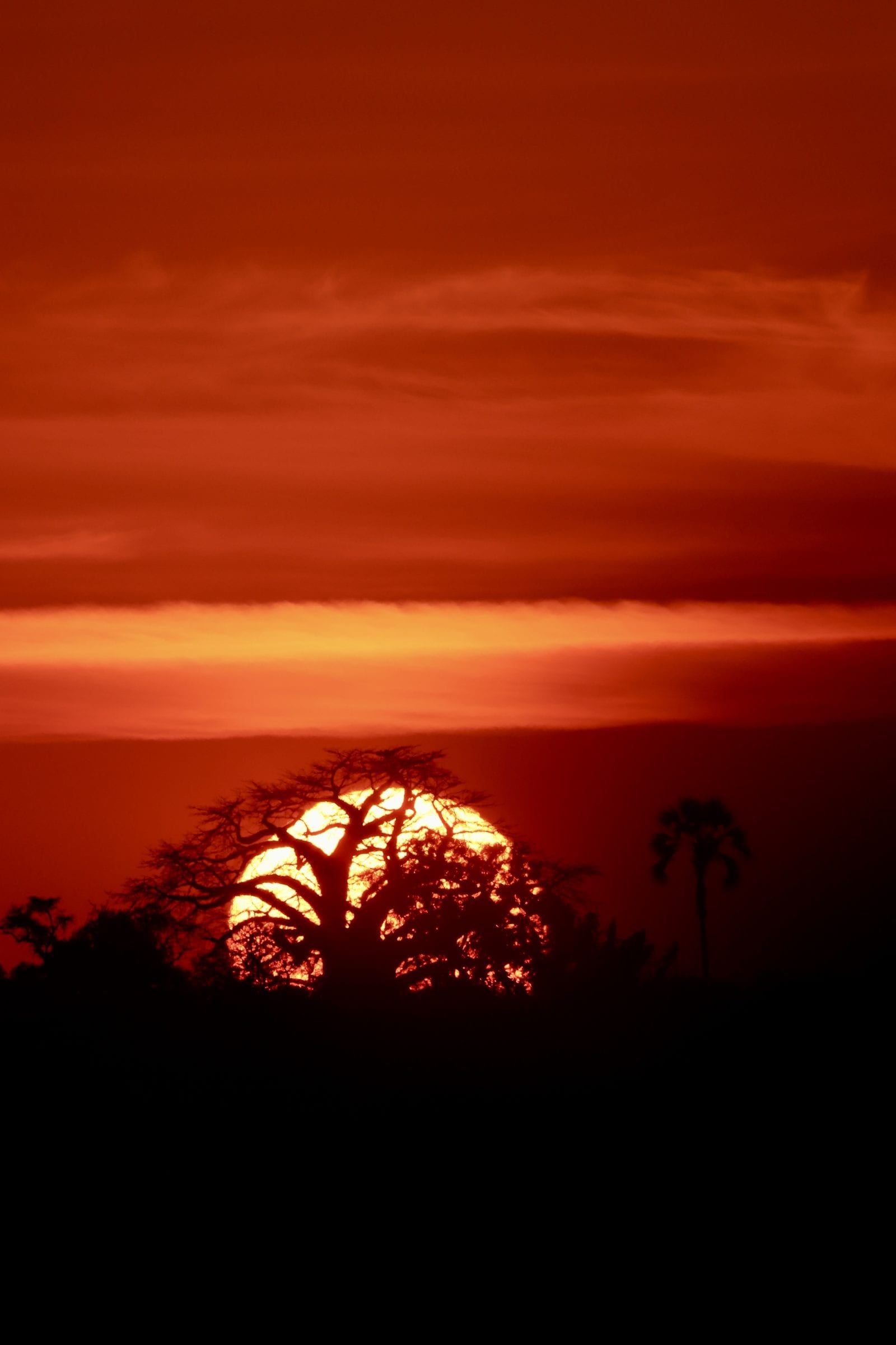 The sun setting behind a baobab, the sky deep red