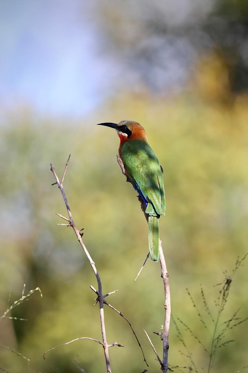 A white-fronted bee-eater perched on a bare twig, green bush soft behind it