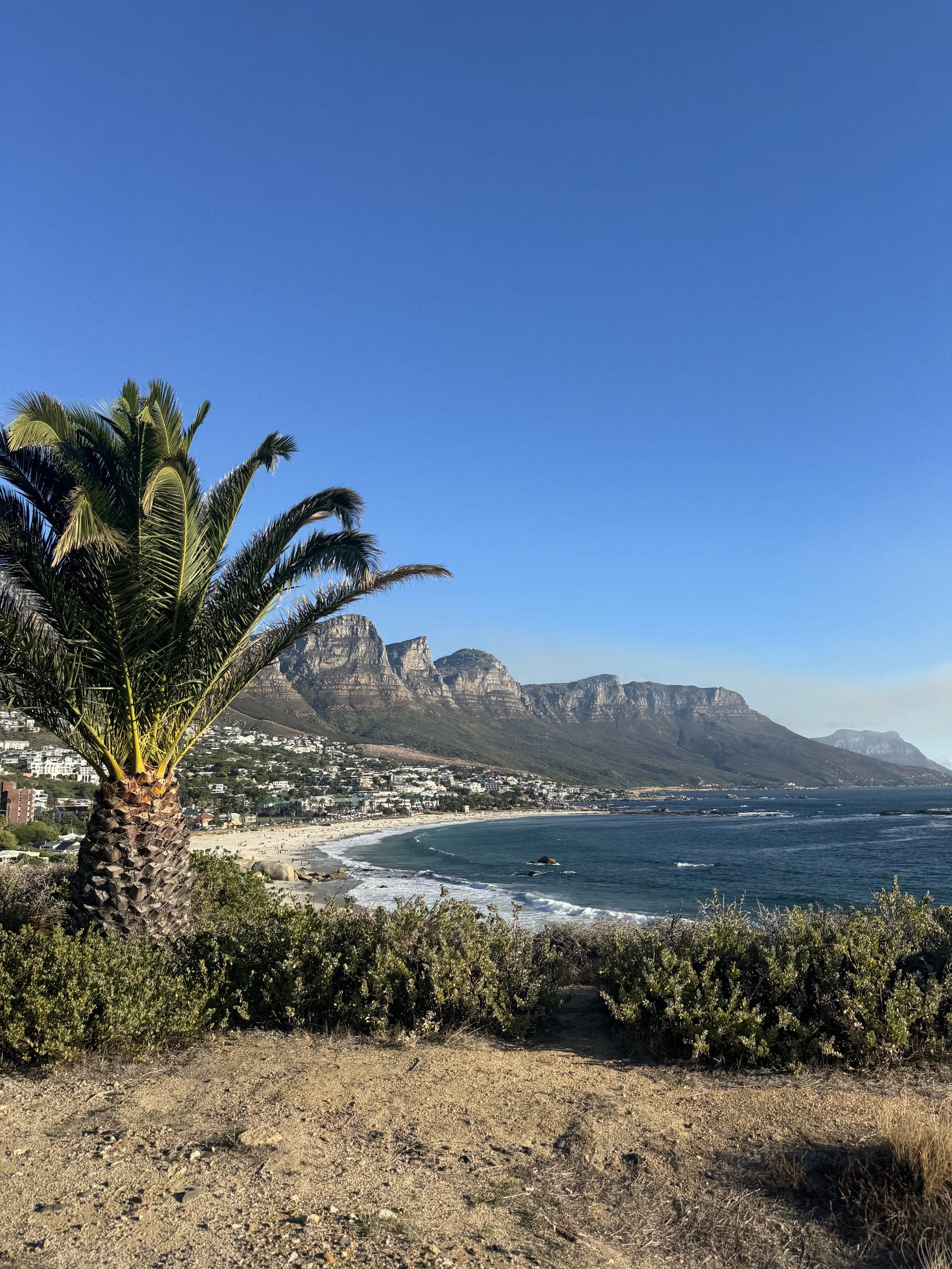 A palm above Camps Bay, the Twelve Apostles behind