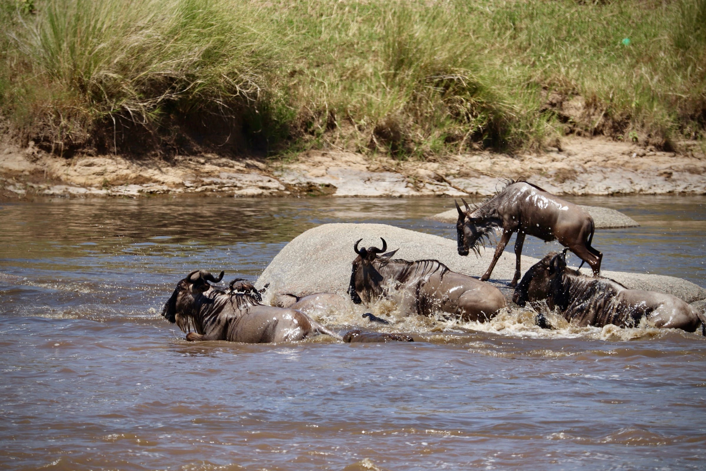 Wildebeest crossing a river, mid-stream