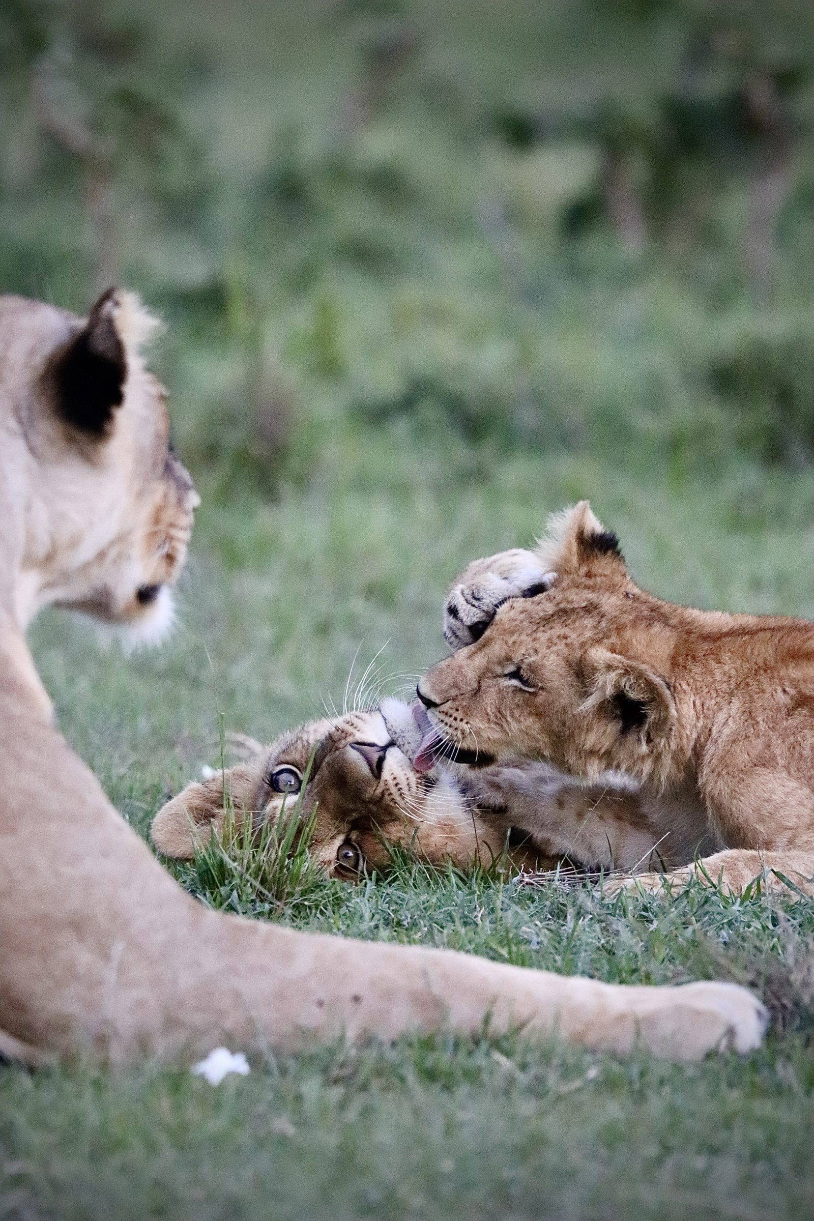 Two lion cubs wrestling in the grass