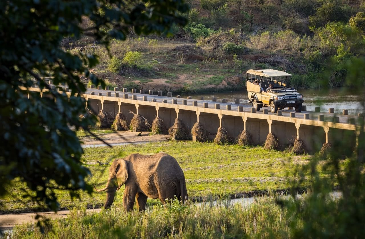 An elephant grazing below the Crocodile Bridge as a safari vehicle crosses