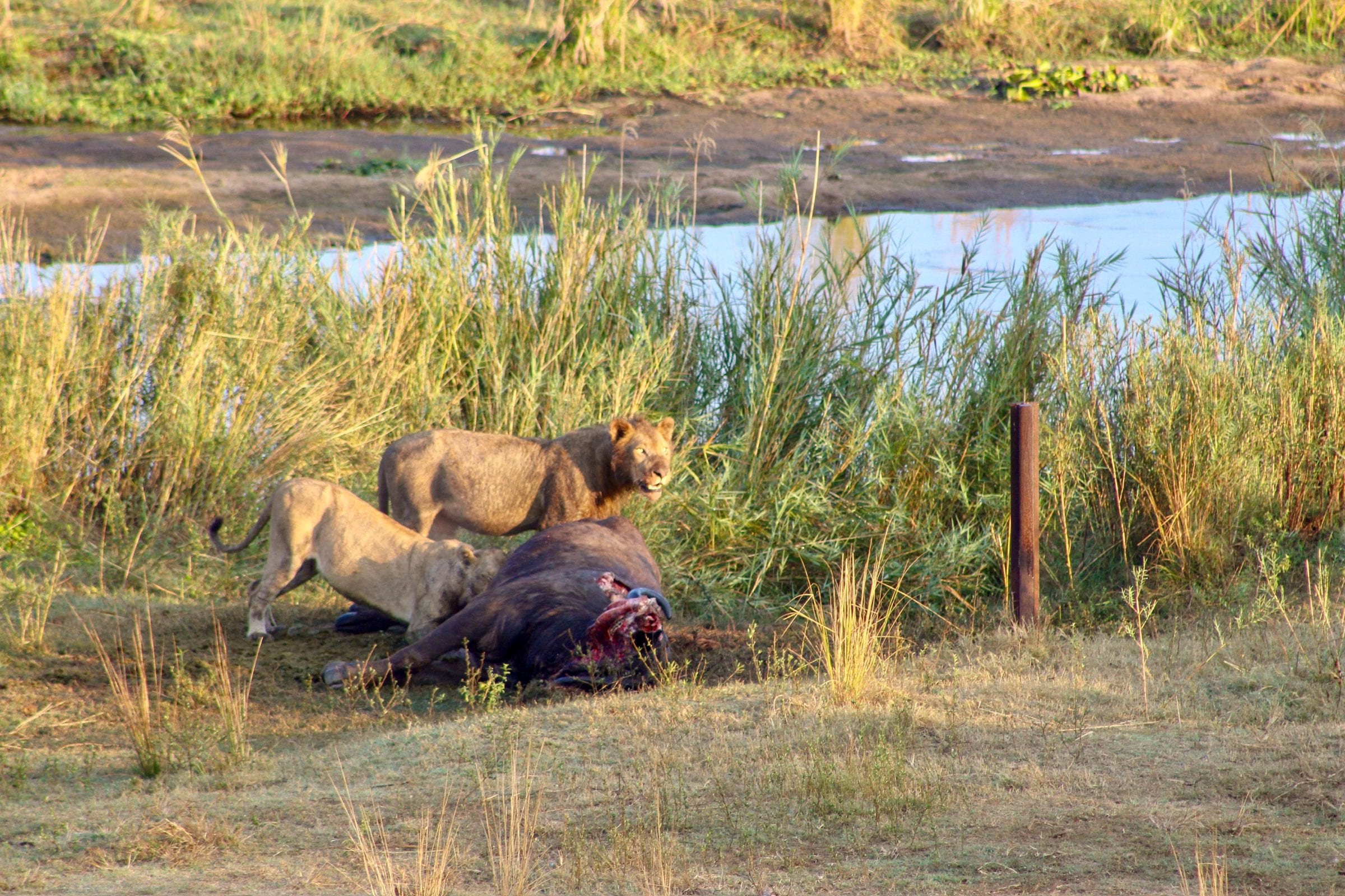 Two lions at a buffalo carcass on the riverbank in early light