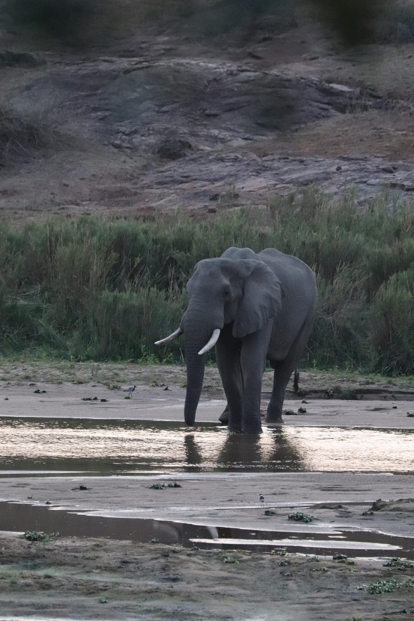 An elephant bull drinking at the river's edge at last light
