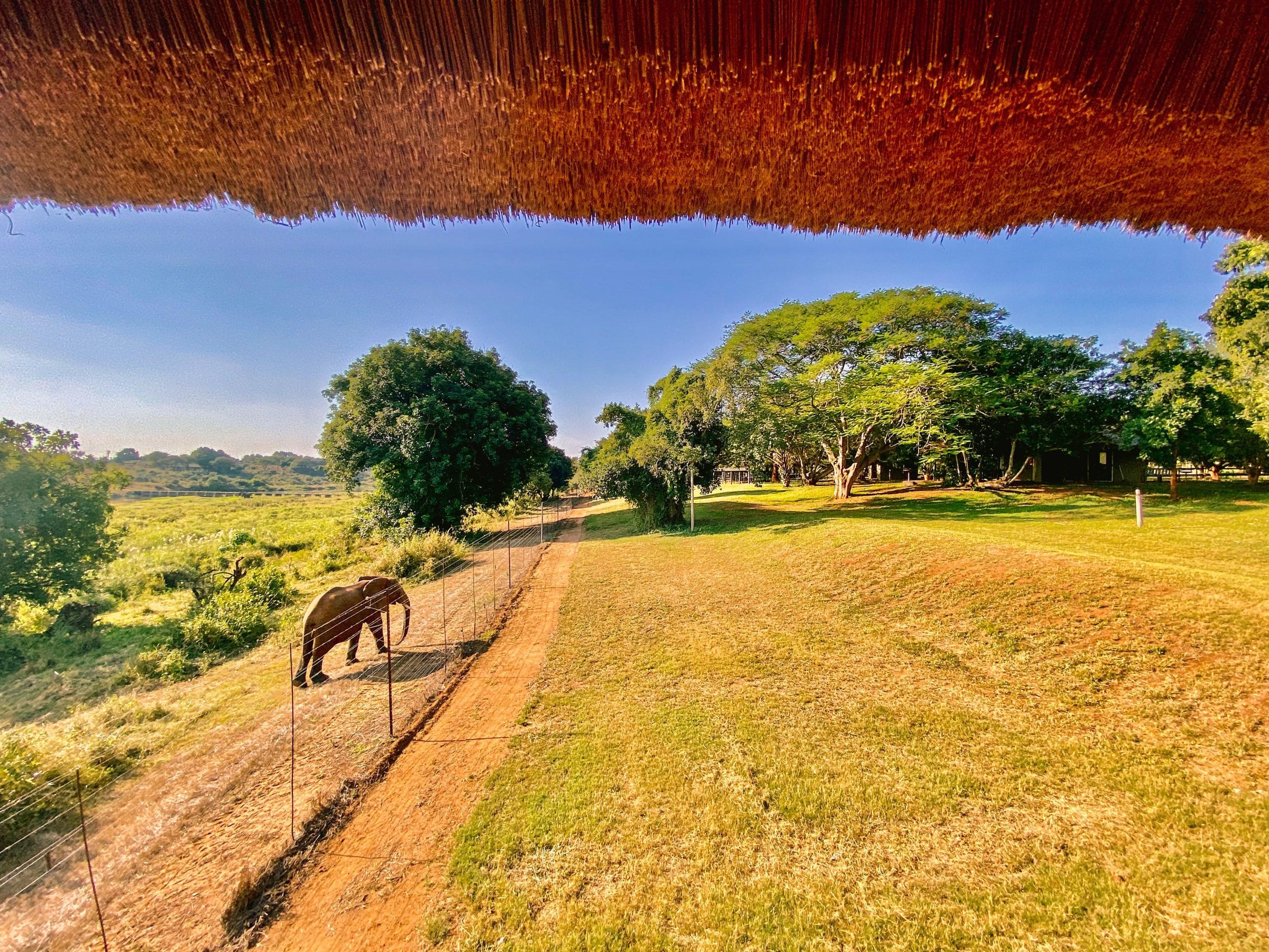 A bull elephant walking the fence line below the camp, seen from under the thatch