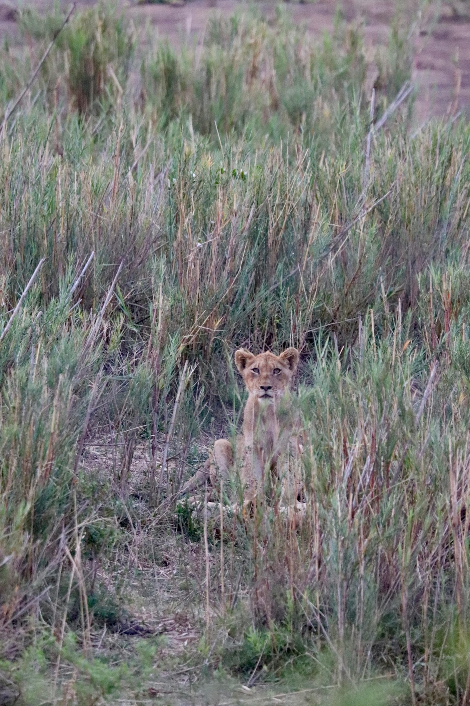 A lion cub sitting up in tall reeds, looking at the camera