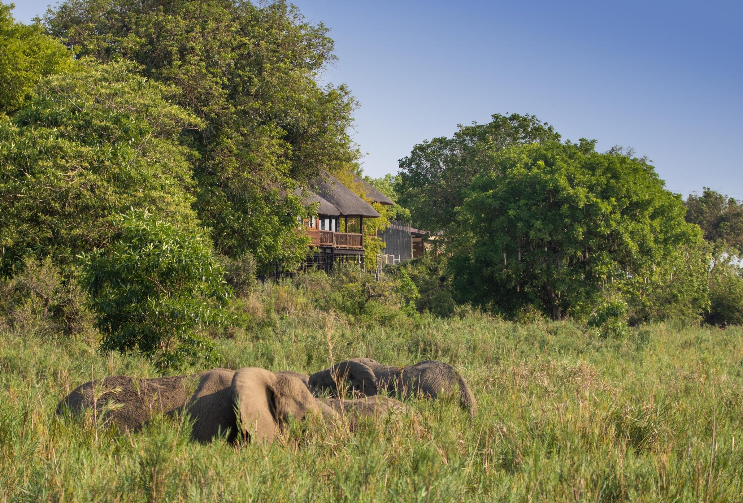 Elephants feeding in tall reeds below the lodge