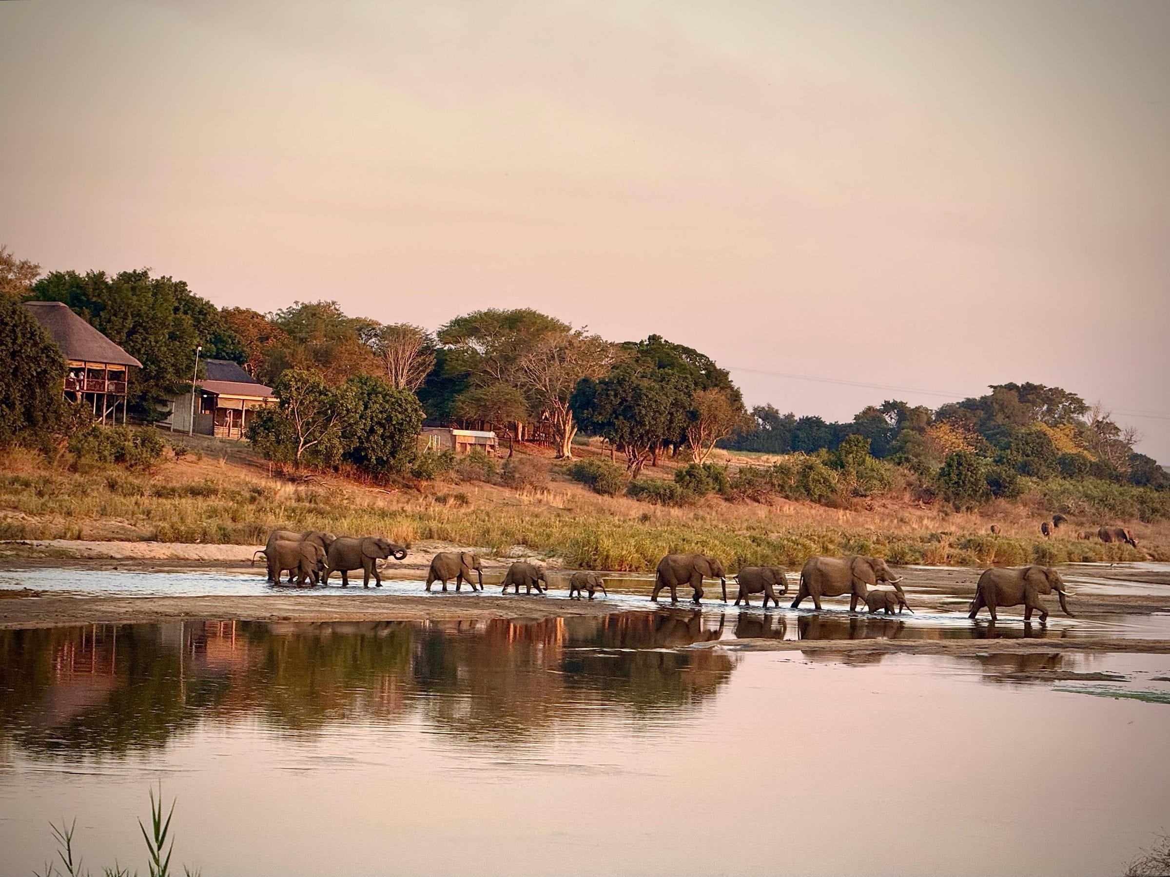 A herd of elephants crossing the Crocodile River at dusk, the camp on the bank behind