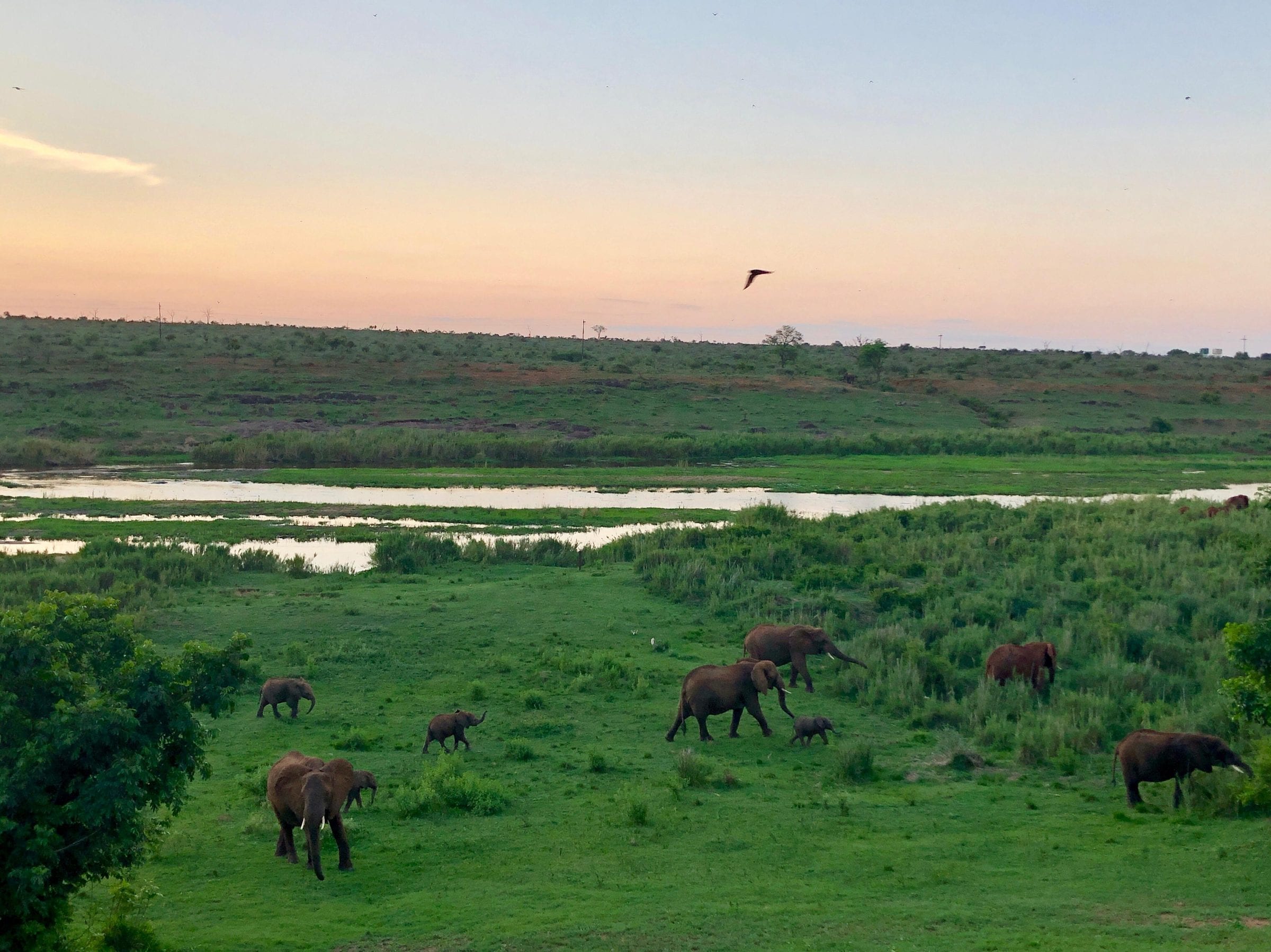 Elephants and calves crossing the green floodplain at dusk, a bird overhead