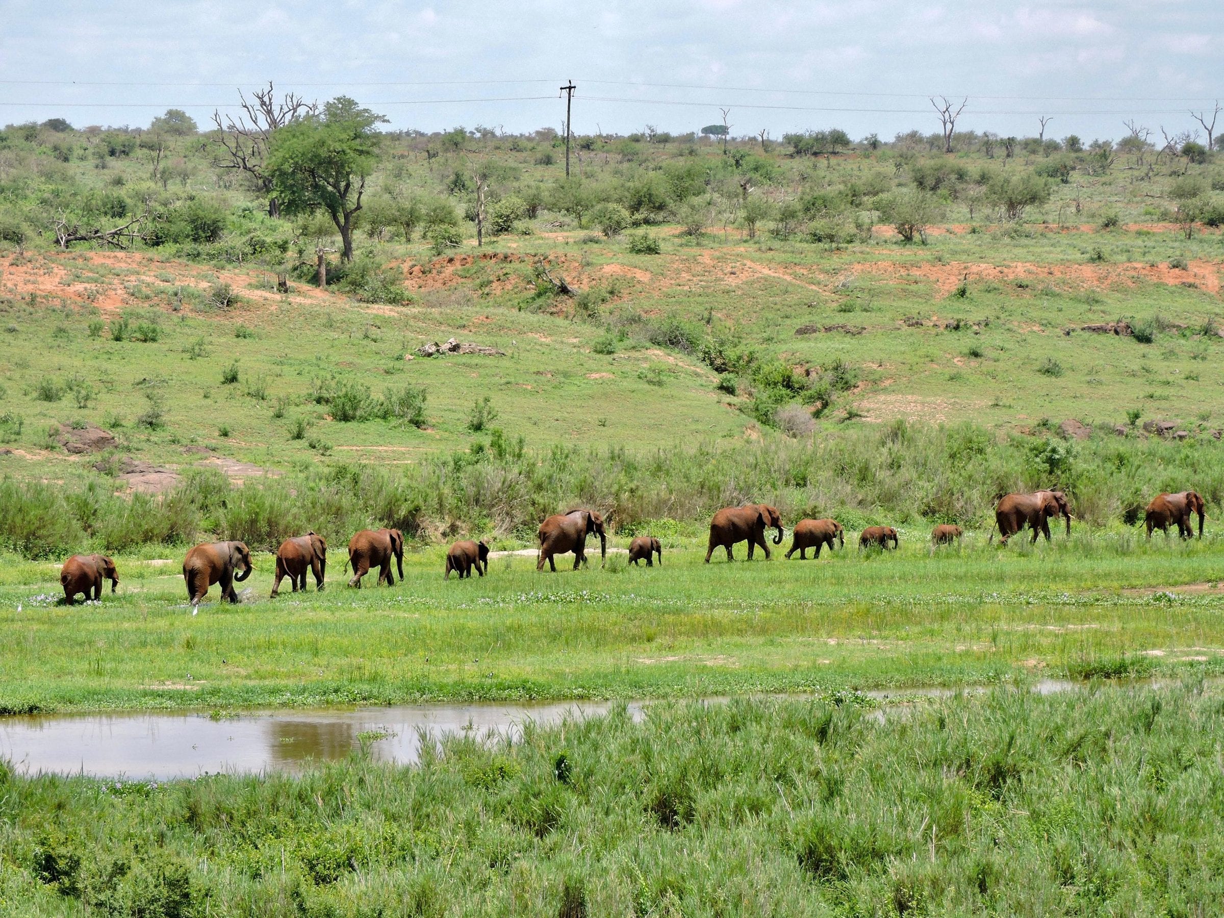 A long line of elephants walking the far bank in summer green