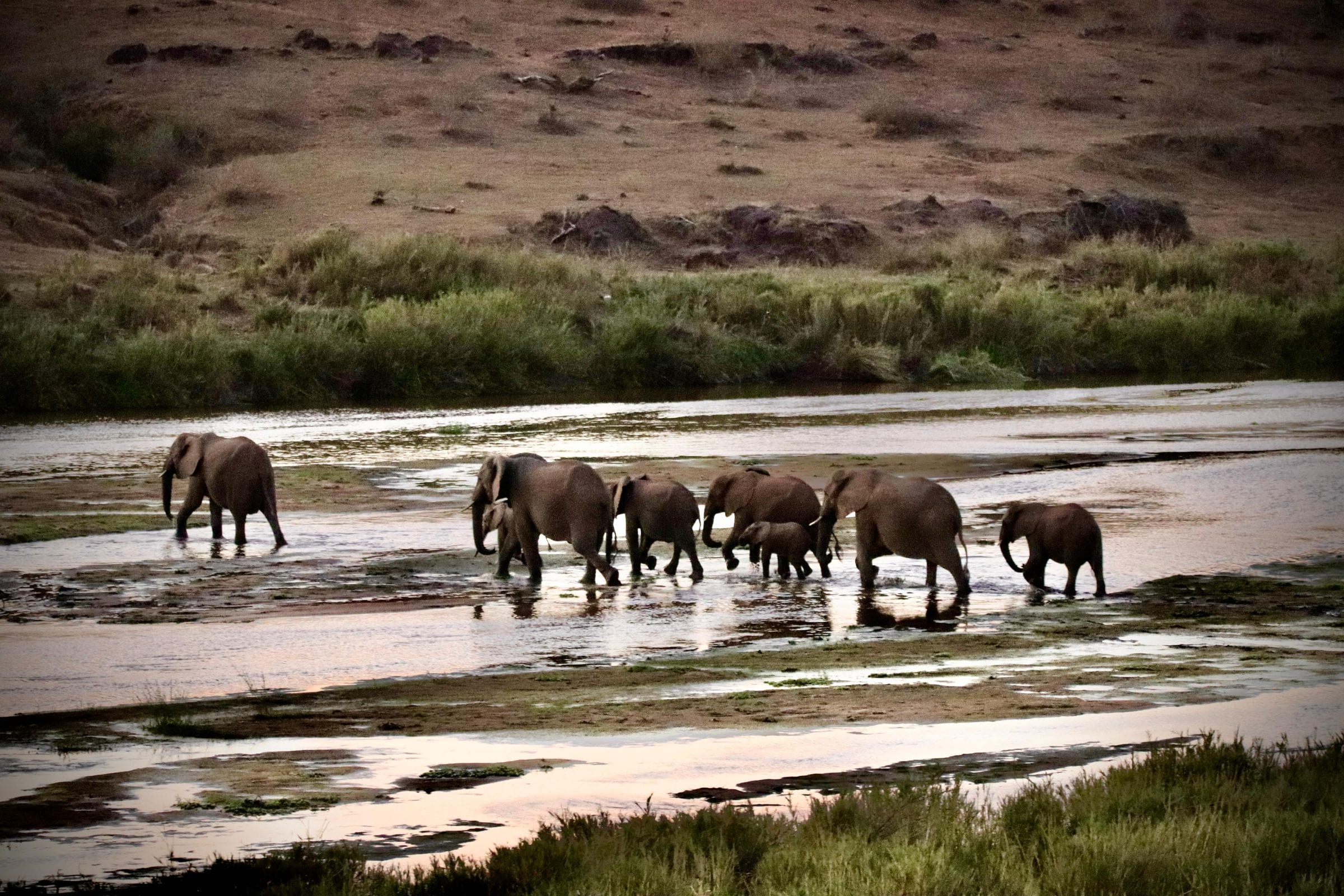 A breeding herd of elephants wading across the shallow Crocodile River
