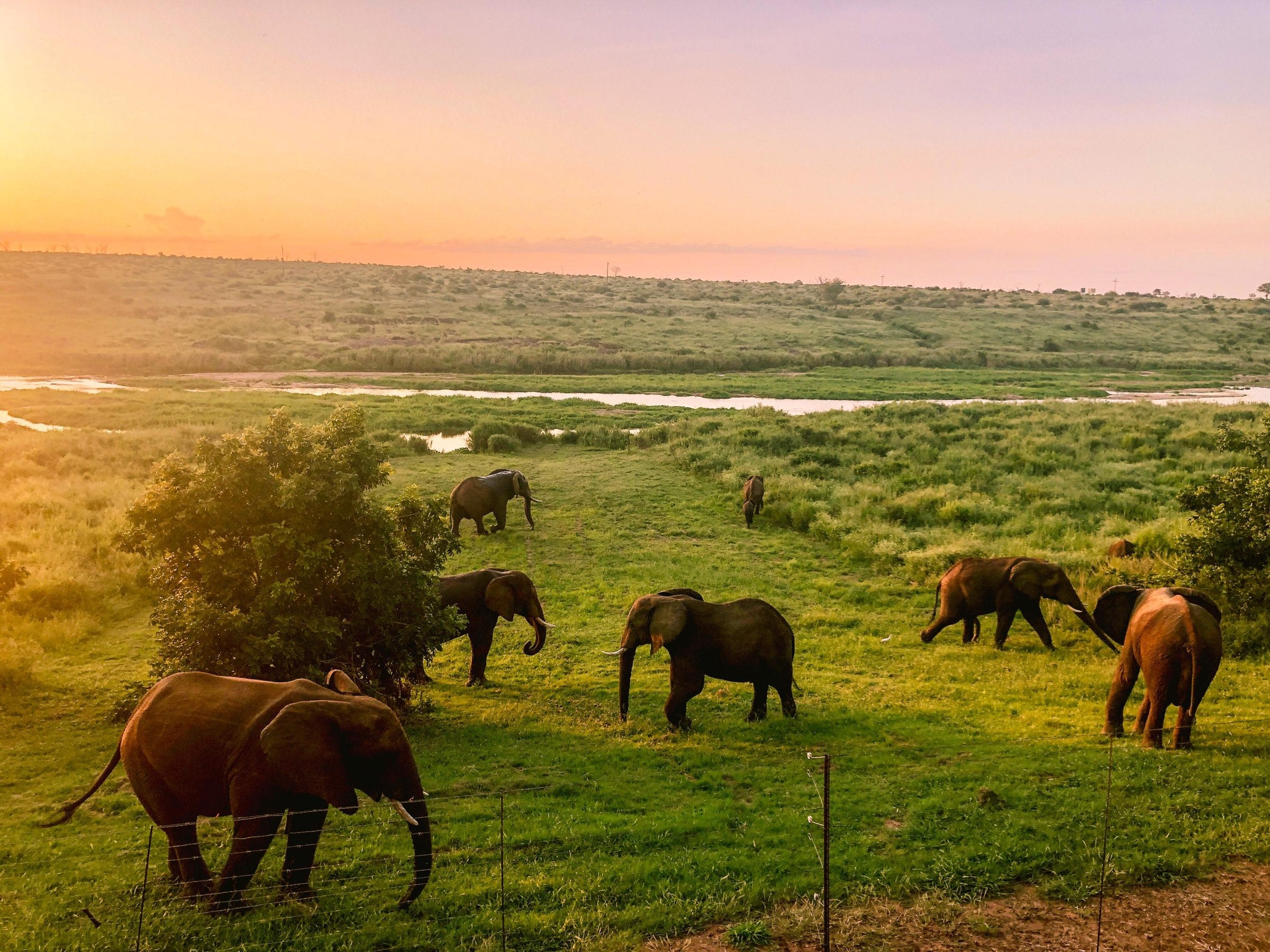 A breeding herd of elephants grazing on the green floodplain at sunrise