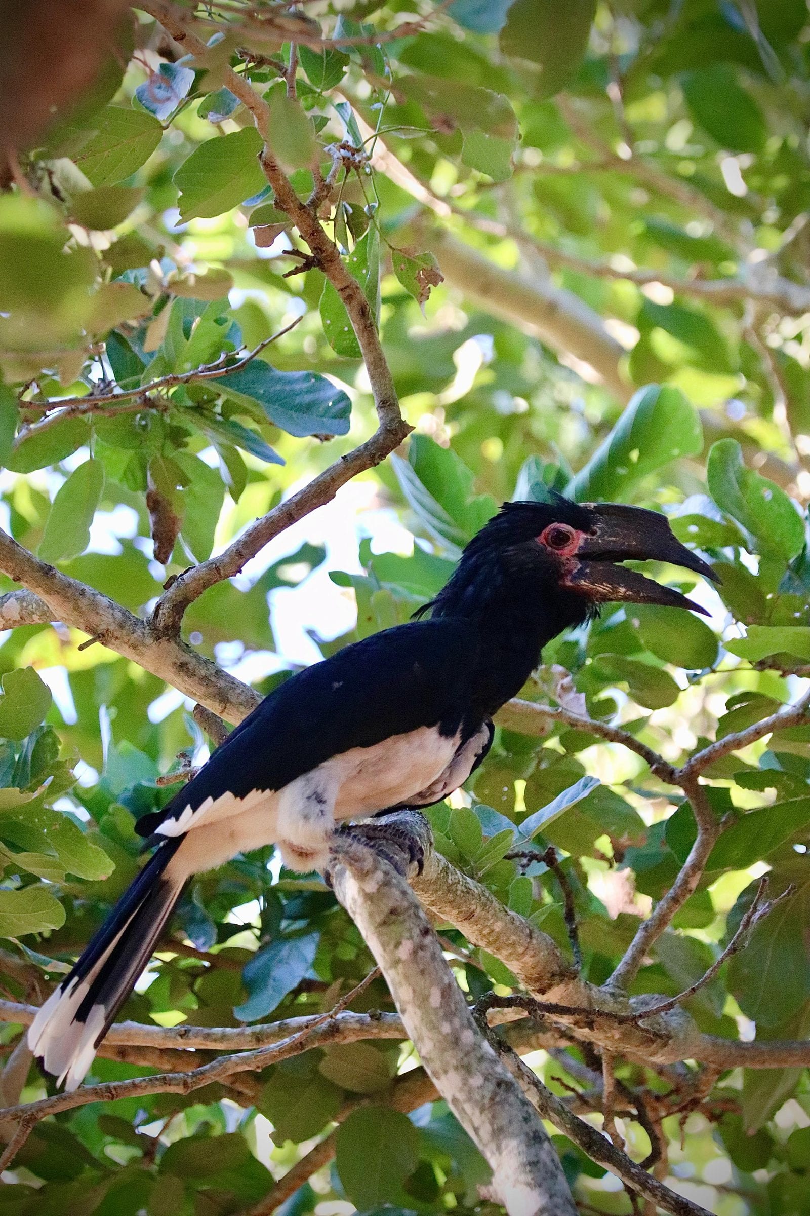 A trumpeter hornbill perched in a fig tree