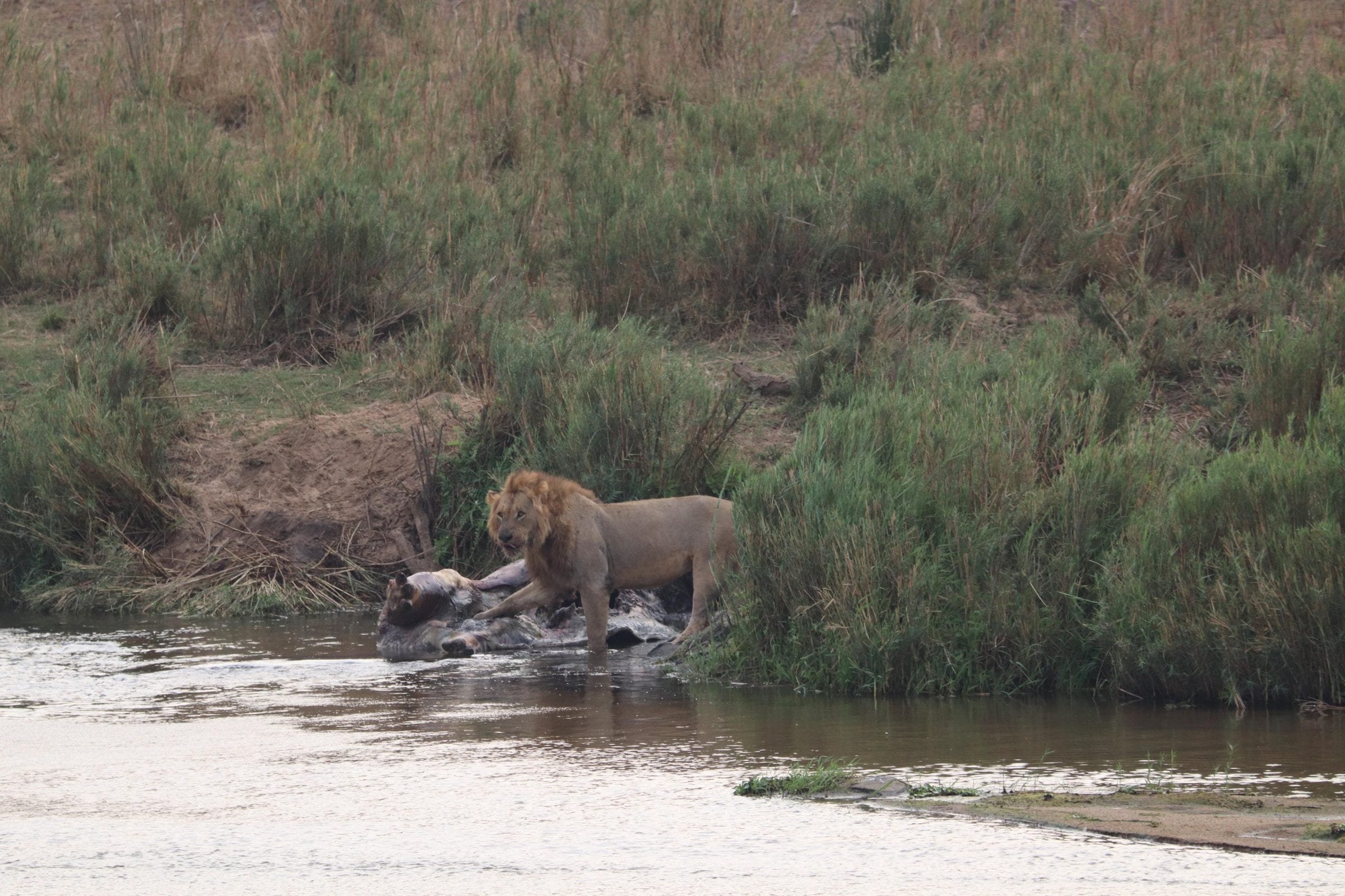A male lion standing over a kill at the water's edge
