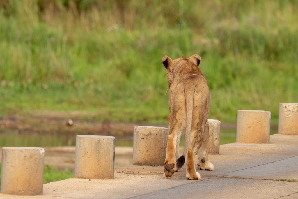 A lioness walking away along the low-water bridge