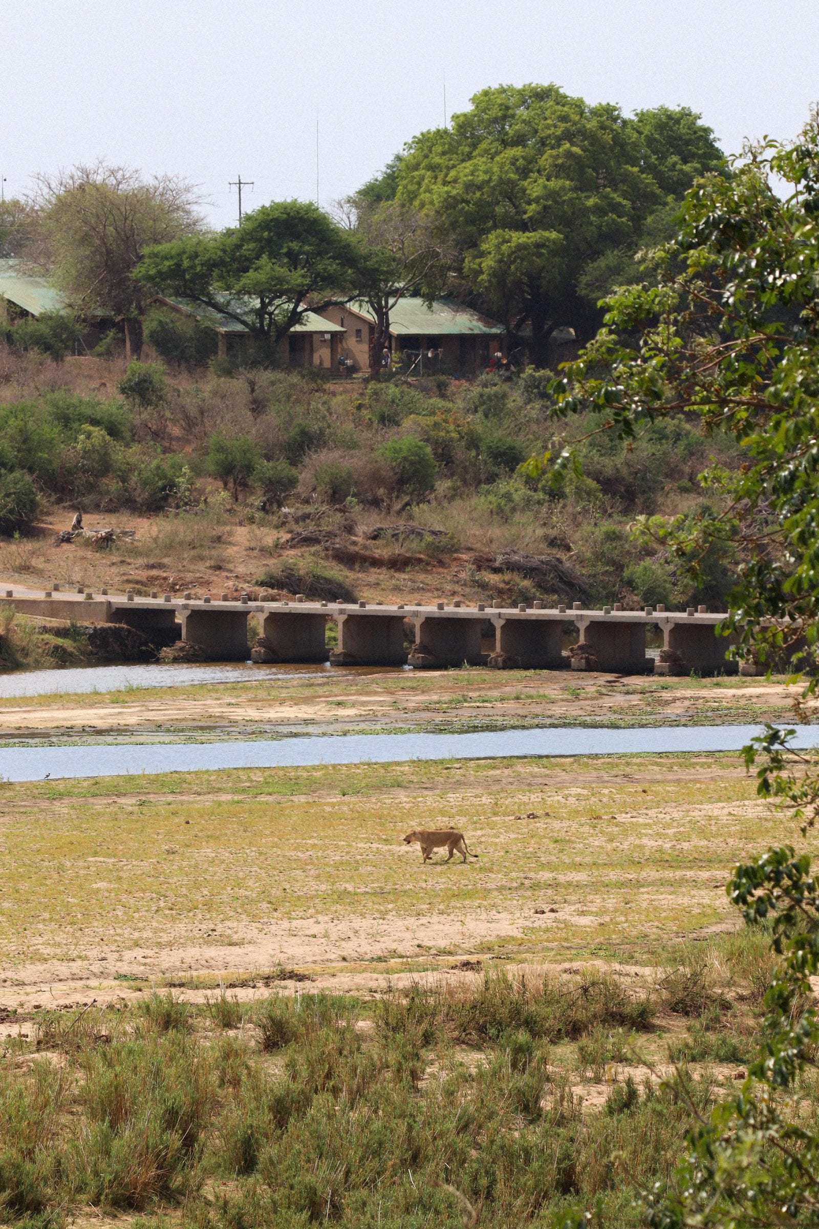 A lioness walking the riverbed below the bridge, the camp behind