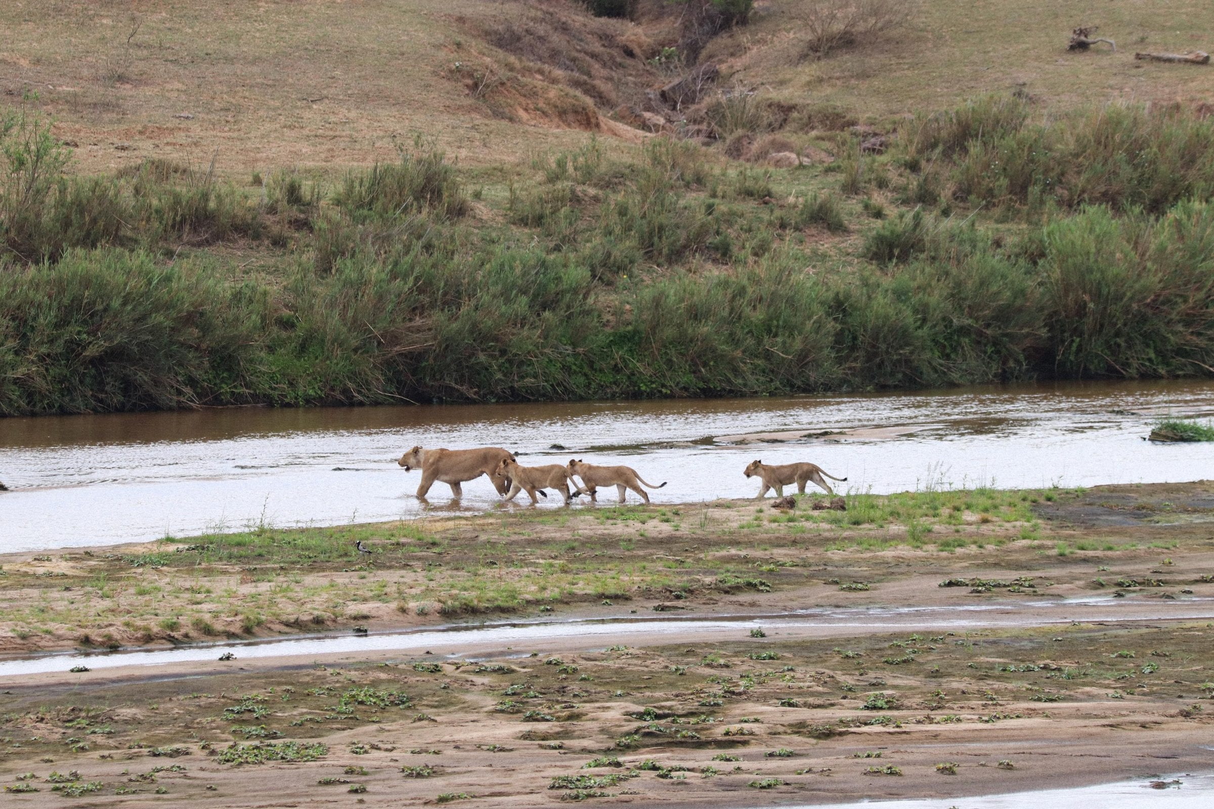 A lioness leading three cubs through the shallows
