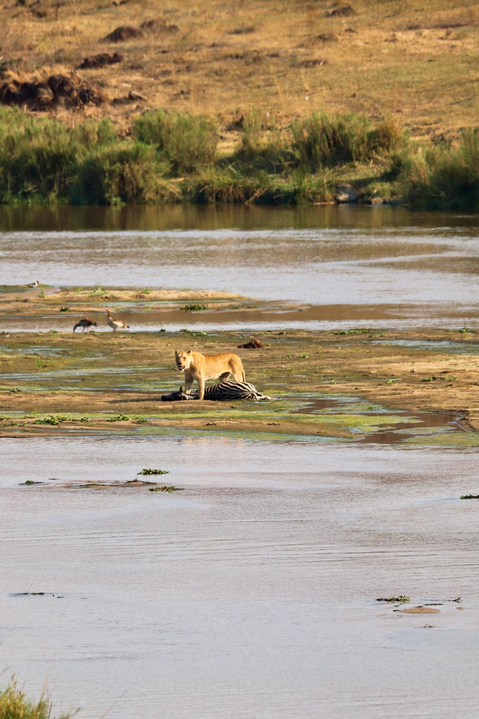 A lioness standing over a zebra on a sandbank in the river