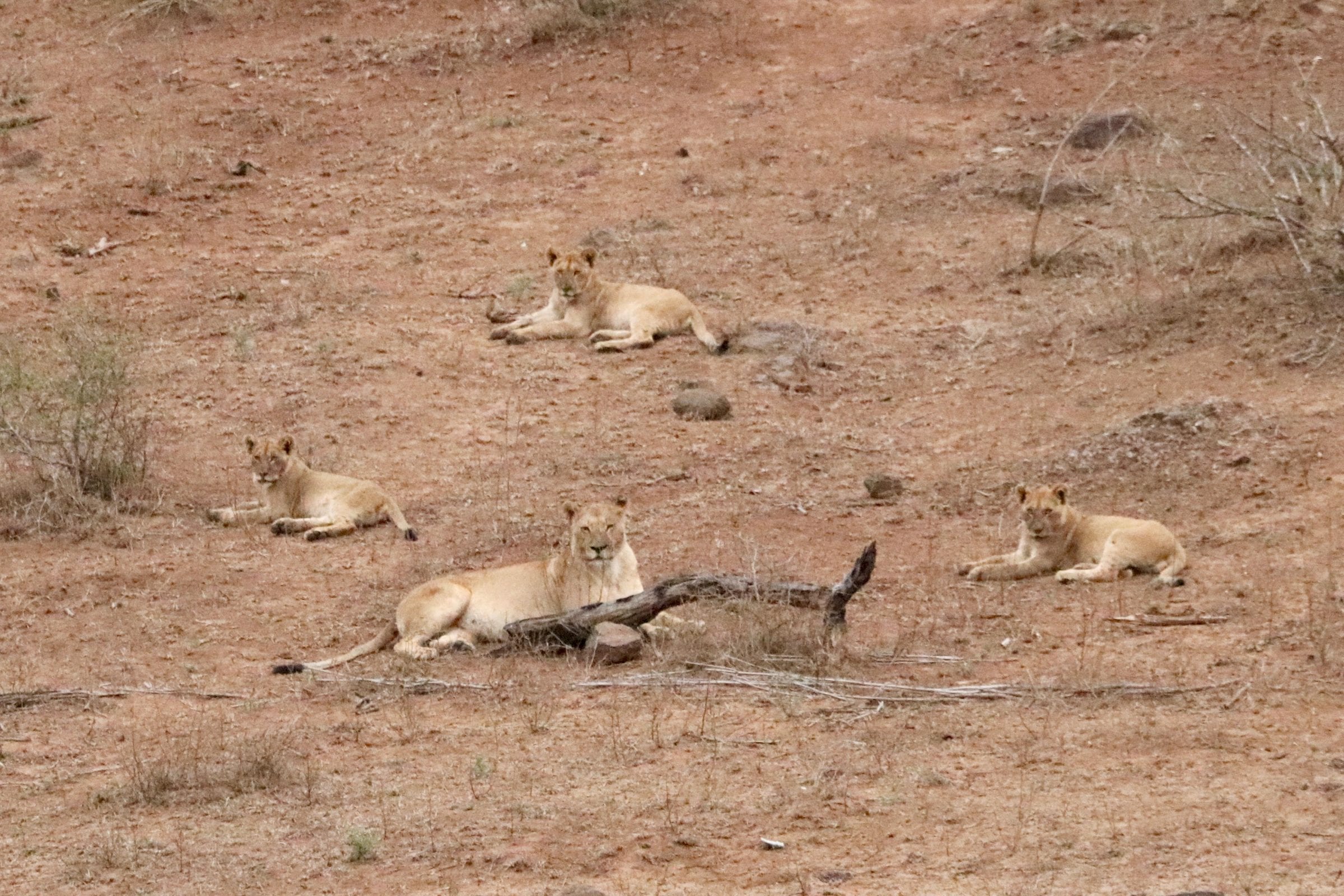 Four lions lying on the red earth of the far bank