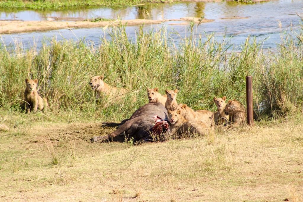 Eight lions of a pride around a buffalo carcass beside the river