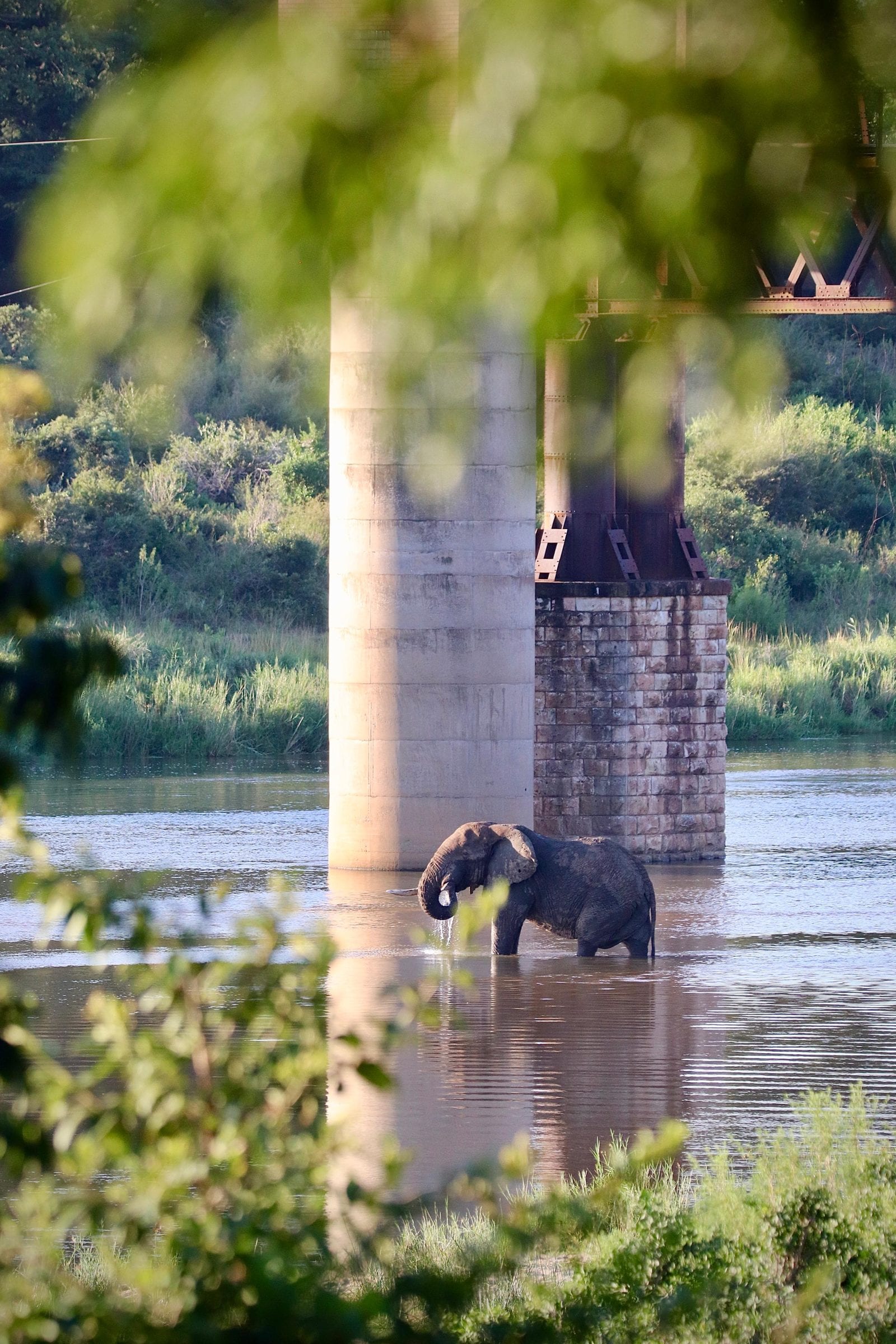 An elephant in the river beneath the pillars of the old railway bridge