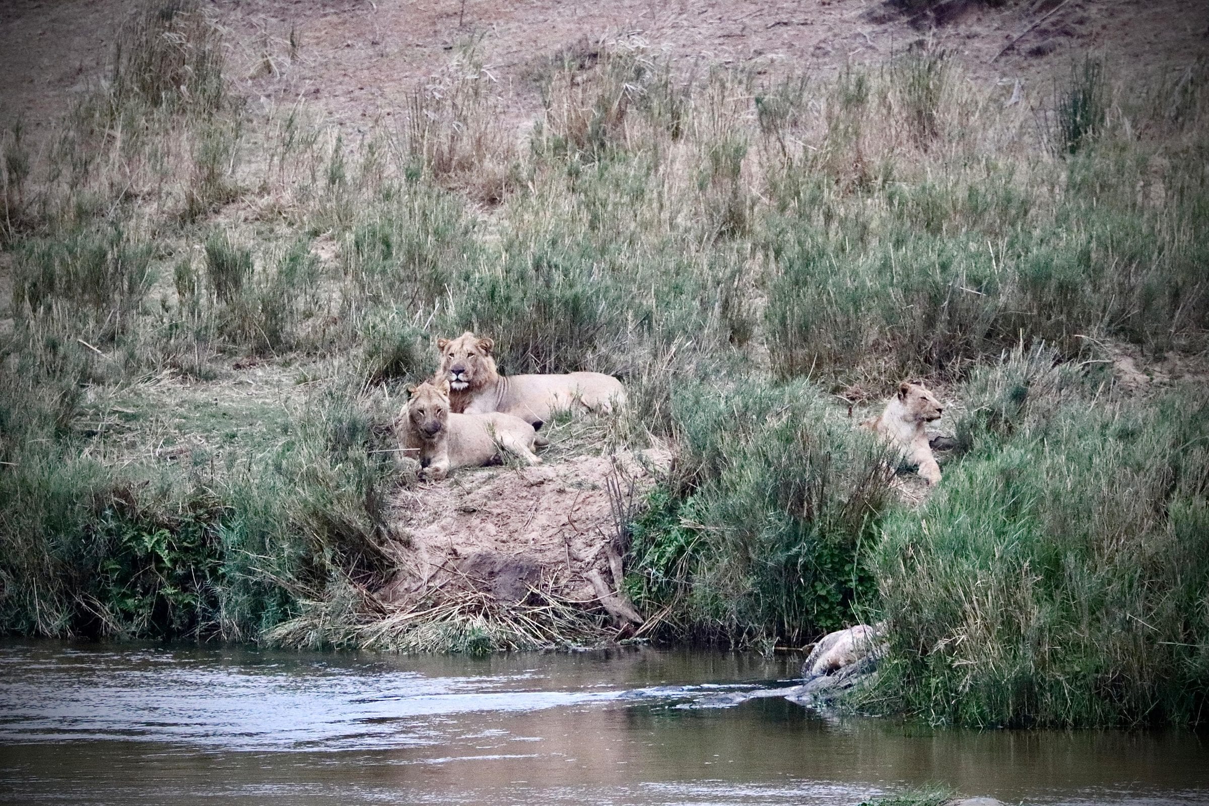 Three lions resting in the grass above the river
