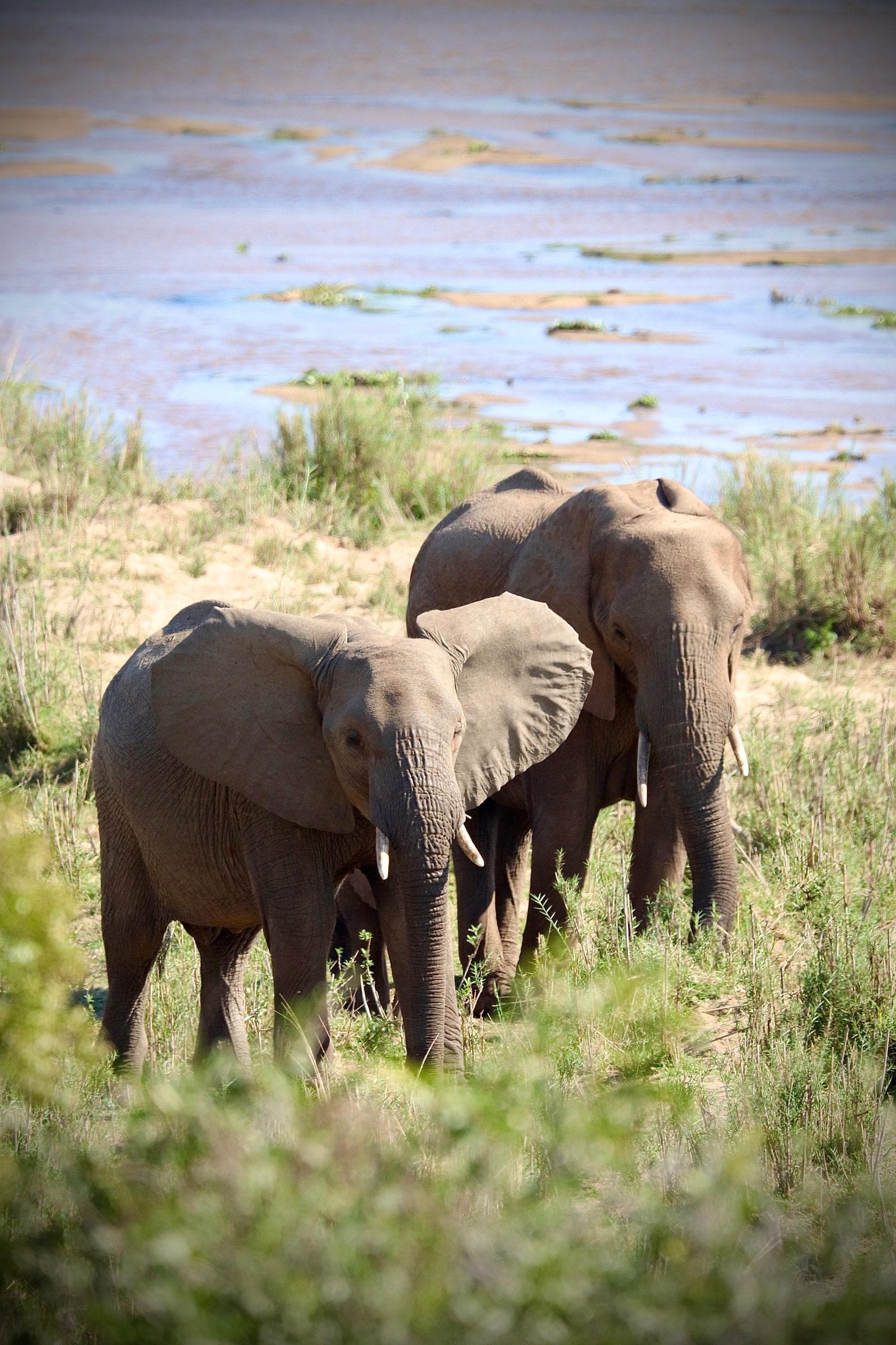 Two young elephants on the riverbank, ears out