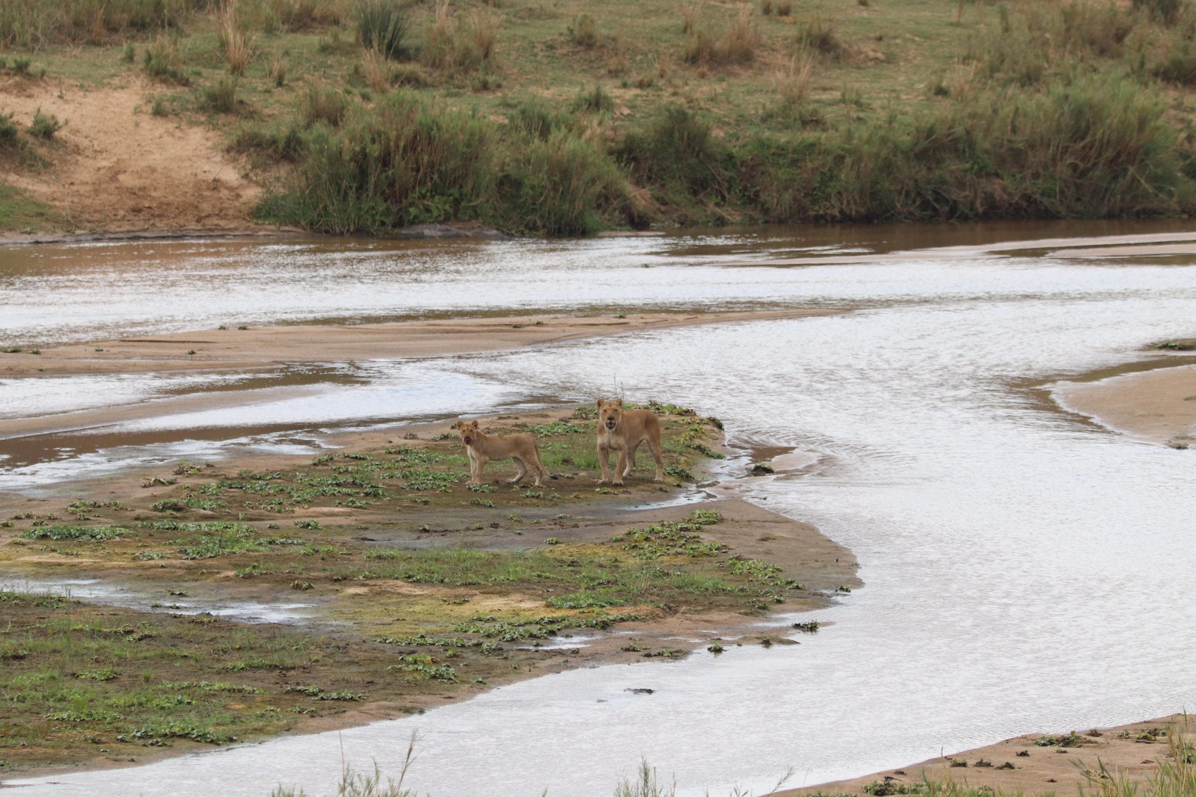 Two lionesses on a green island in the river