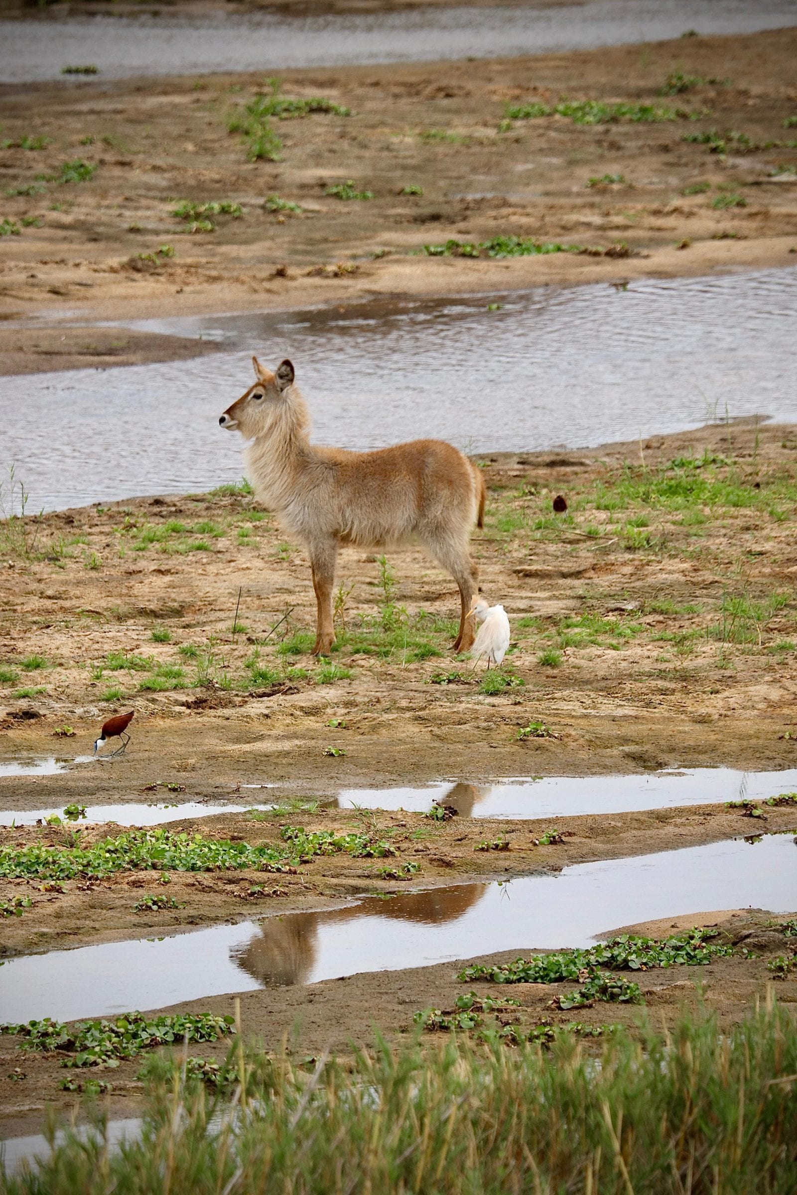 A waterbuck standing on the riverbed with an egret at its feet