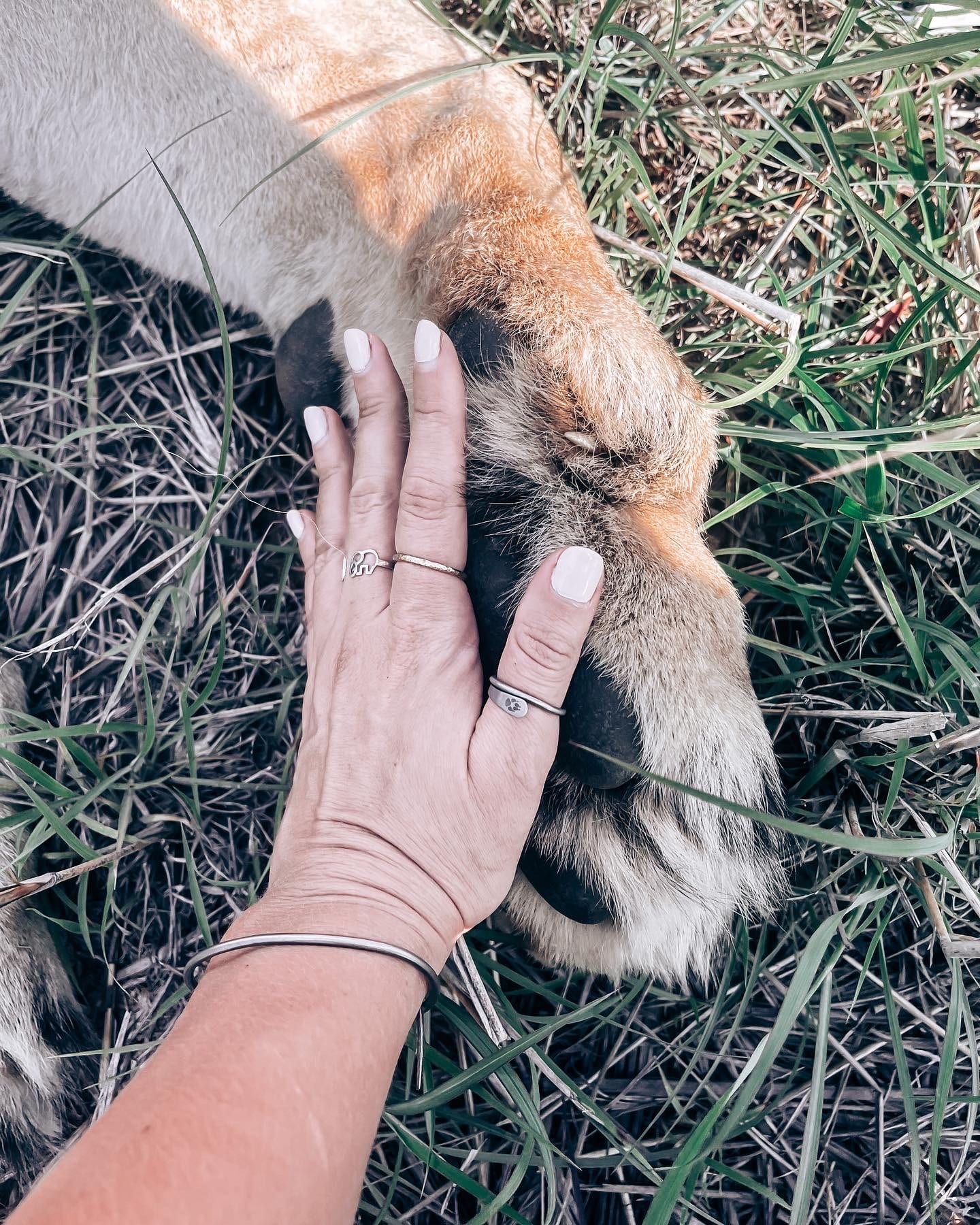 A hand resting on a lion’s paw