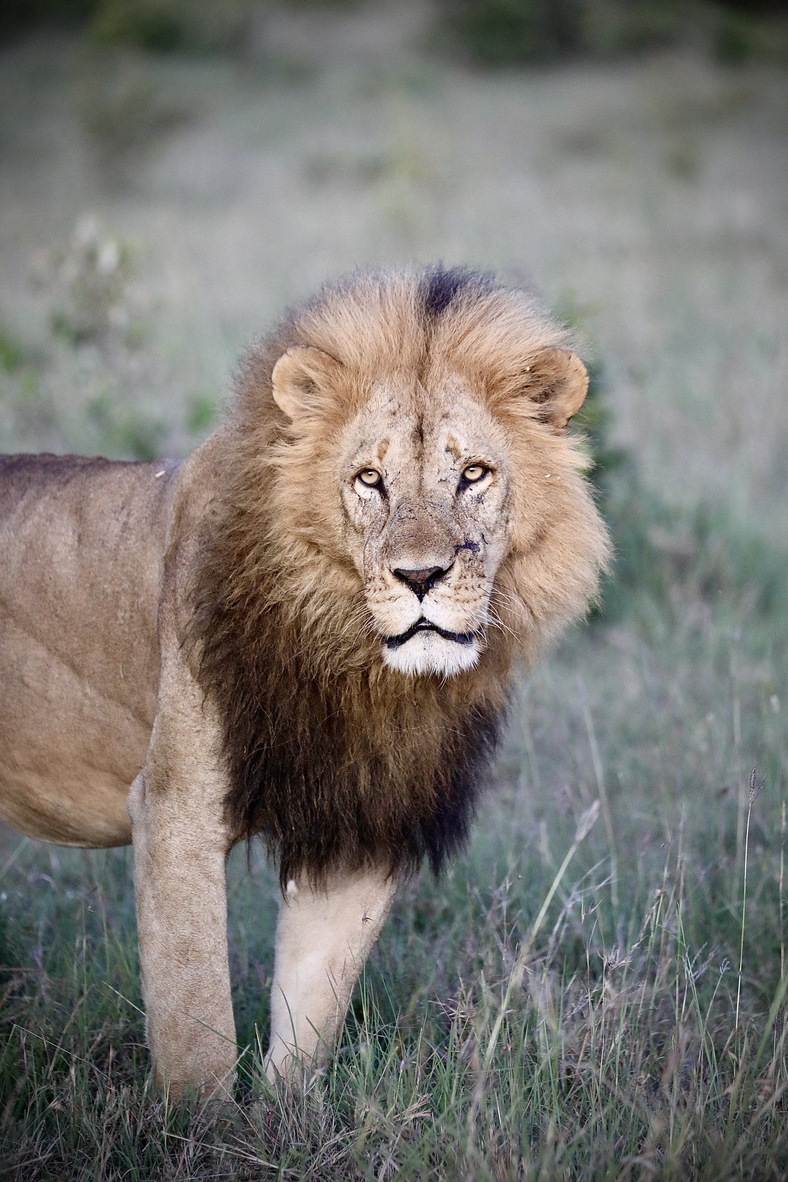 A male lion walking straight toward the camera through short grass