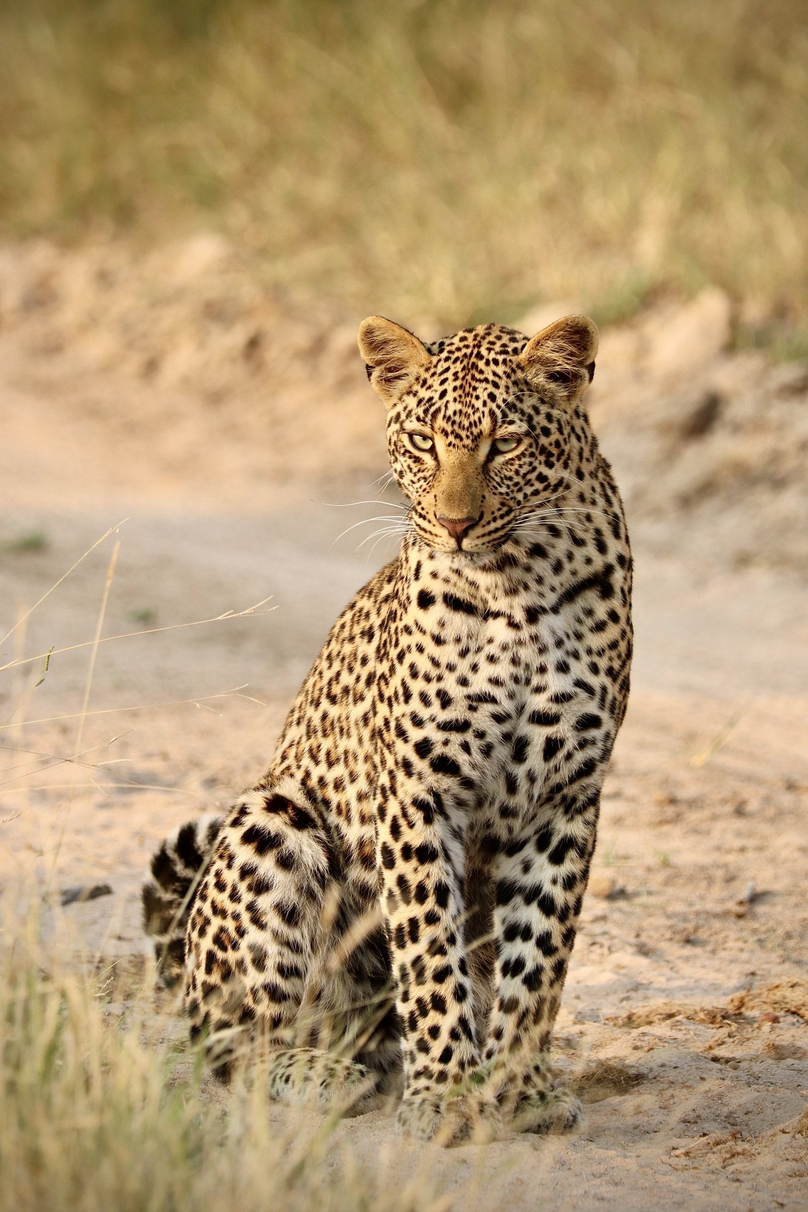 A leopard sitting upright in dry golden grass
