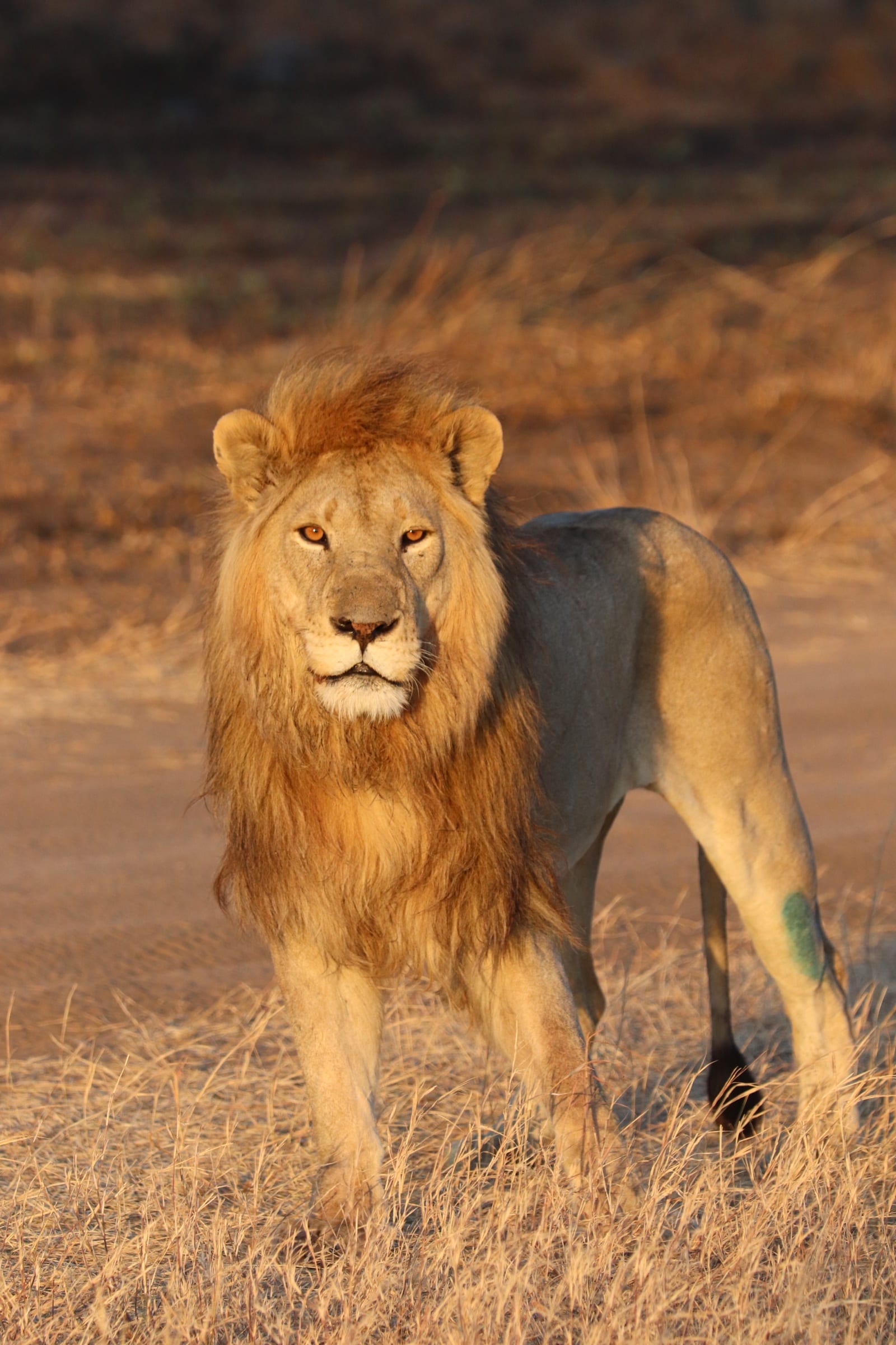 A male lion walking through golden grass at dawn