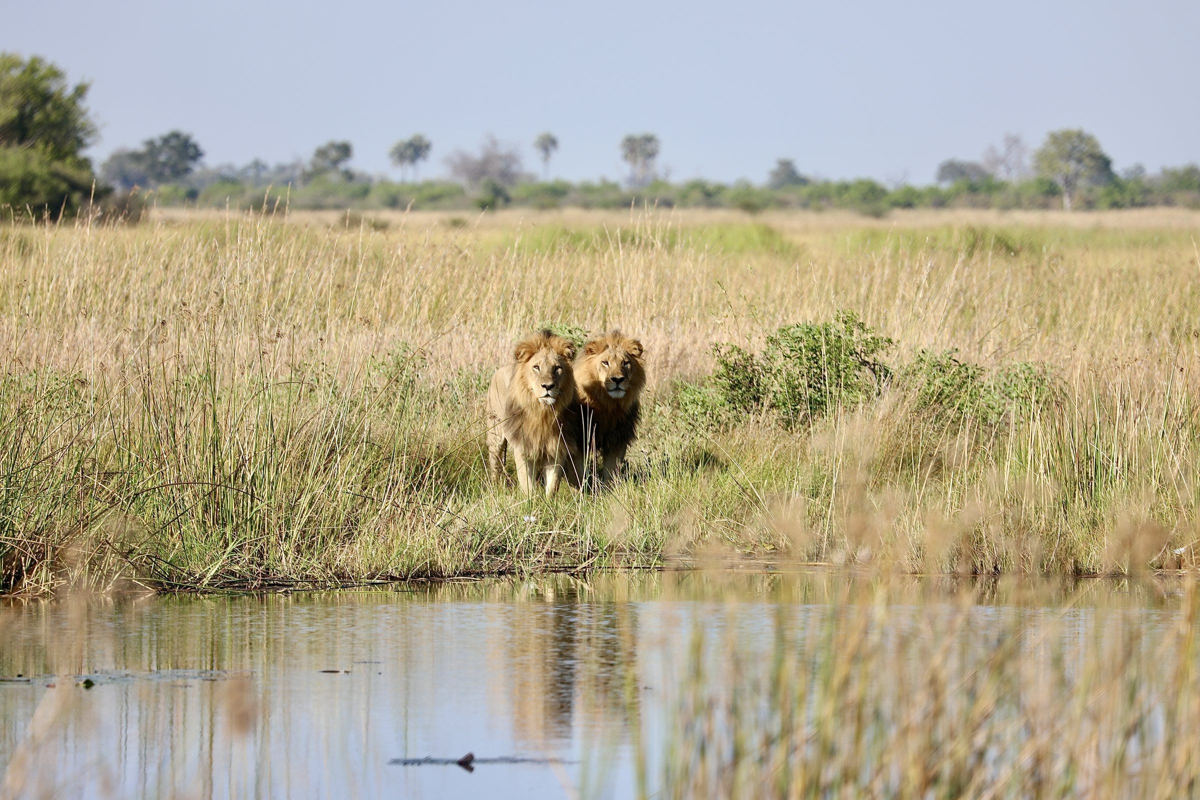 Botswana: Lions, in the Delta.