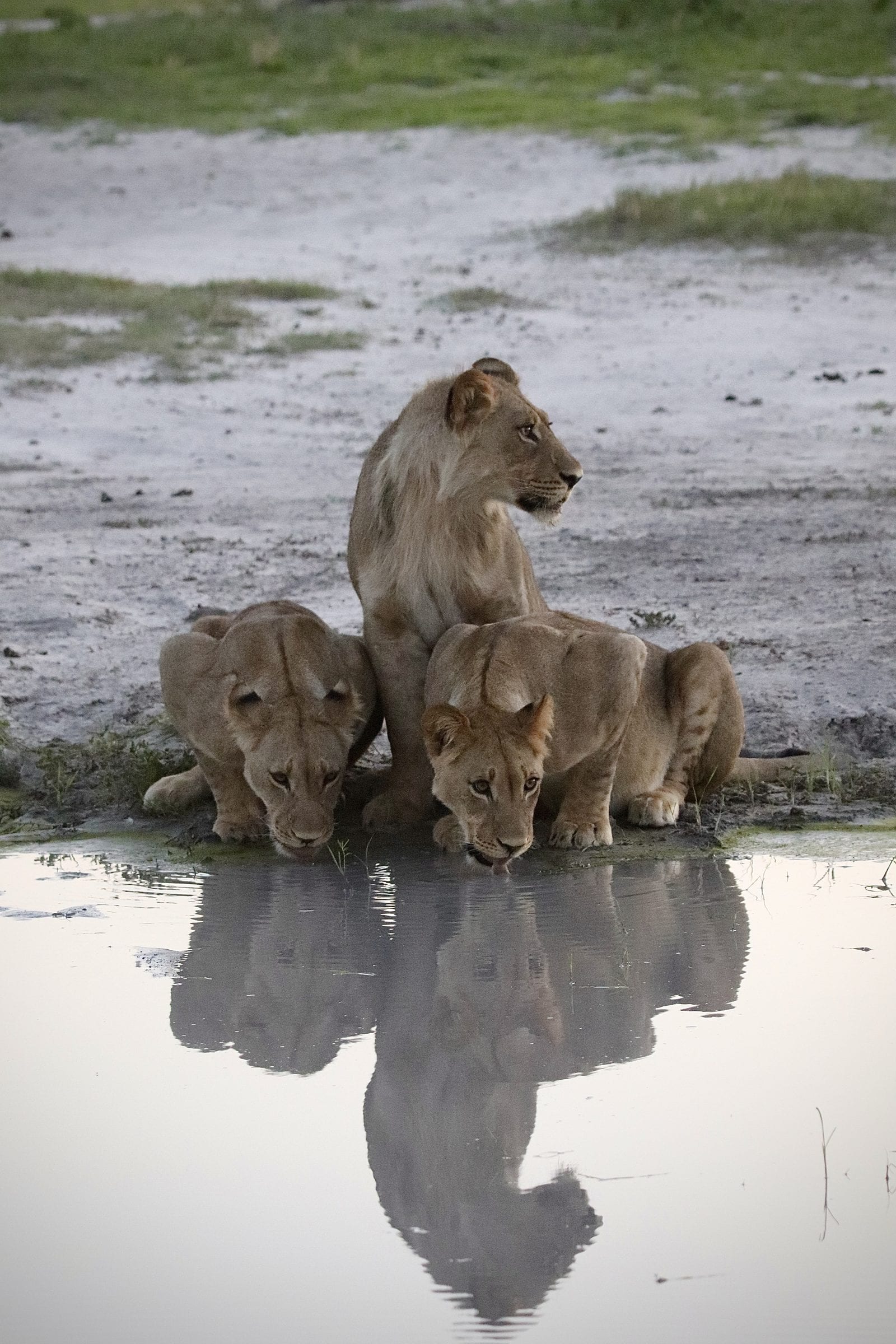 A lioness and her cubs drinking, reflected in still water