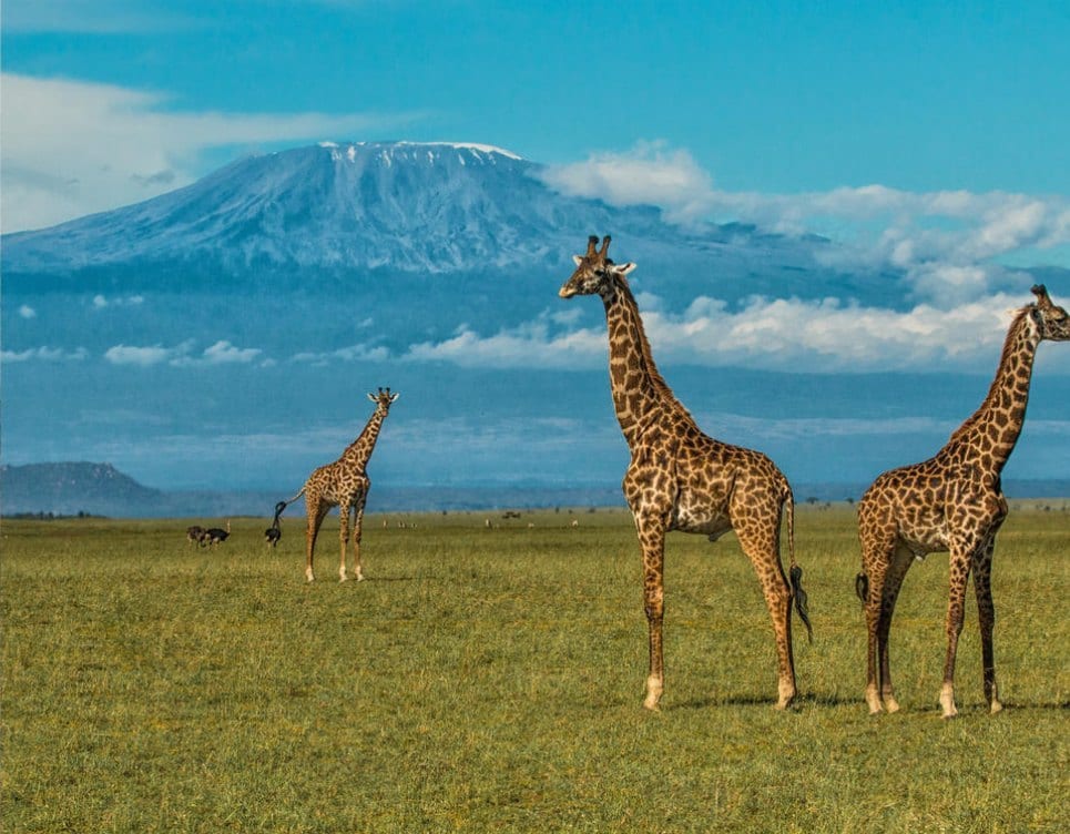 Kenya: Journey of giraffe beneath Mt. Kilimanjaro.