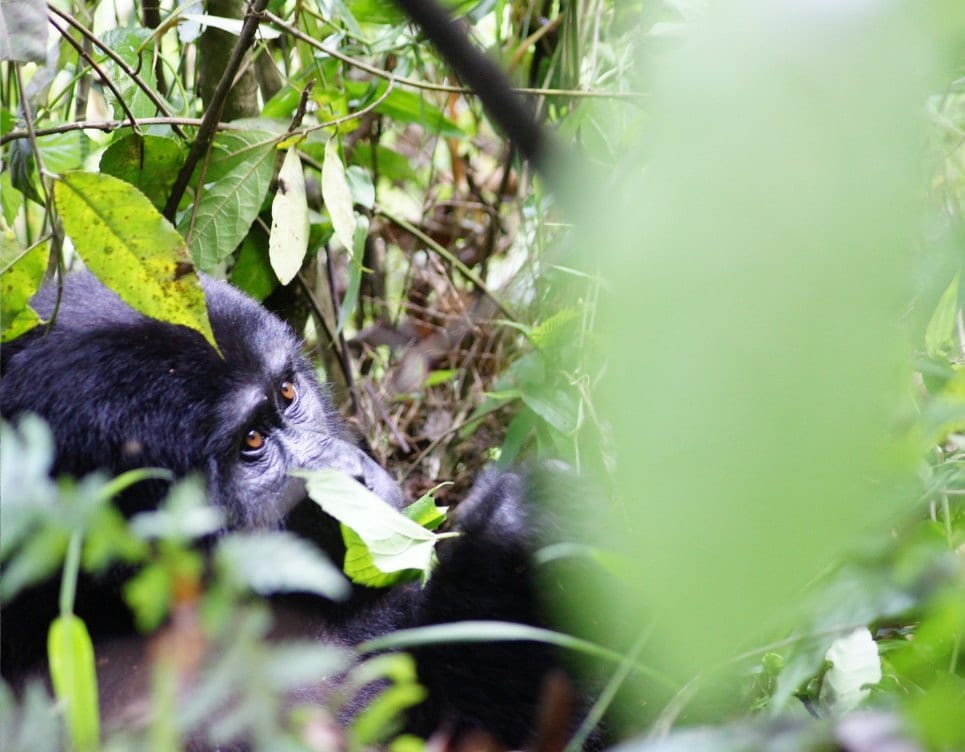 Rwanda: A mountain gorilla, through the leaves.