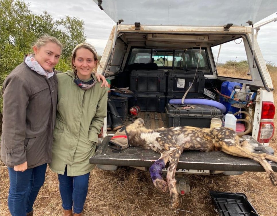 Danielle and a colleague at the back of a bakkie with a sedated wild dog