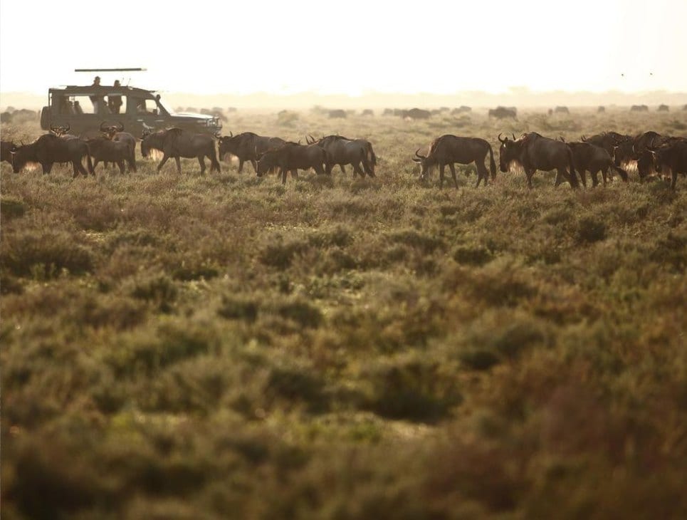 Tanzania: Wildebeest, and a vehicle, at dusk.