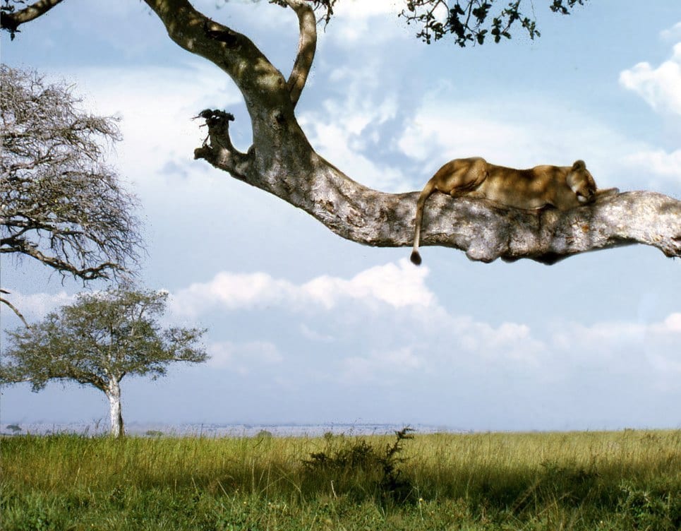 Uganda: Tree-climbing lion in Ishasha.