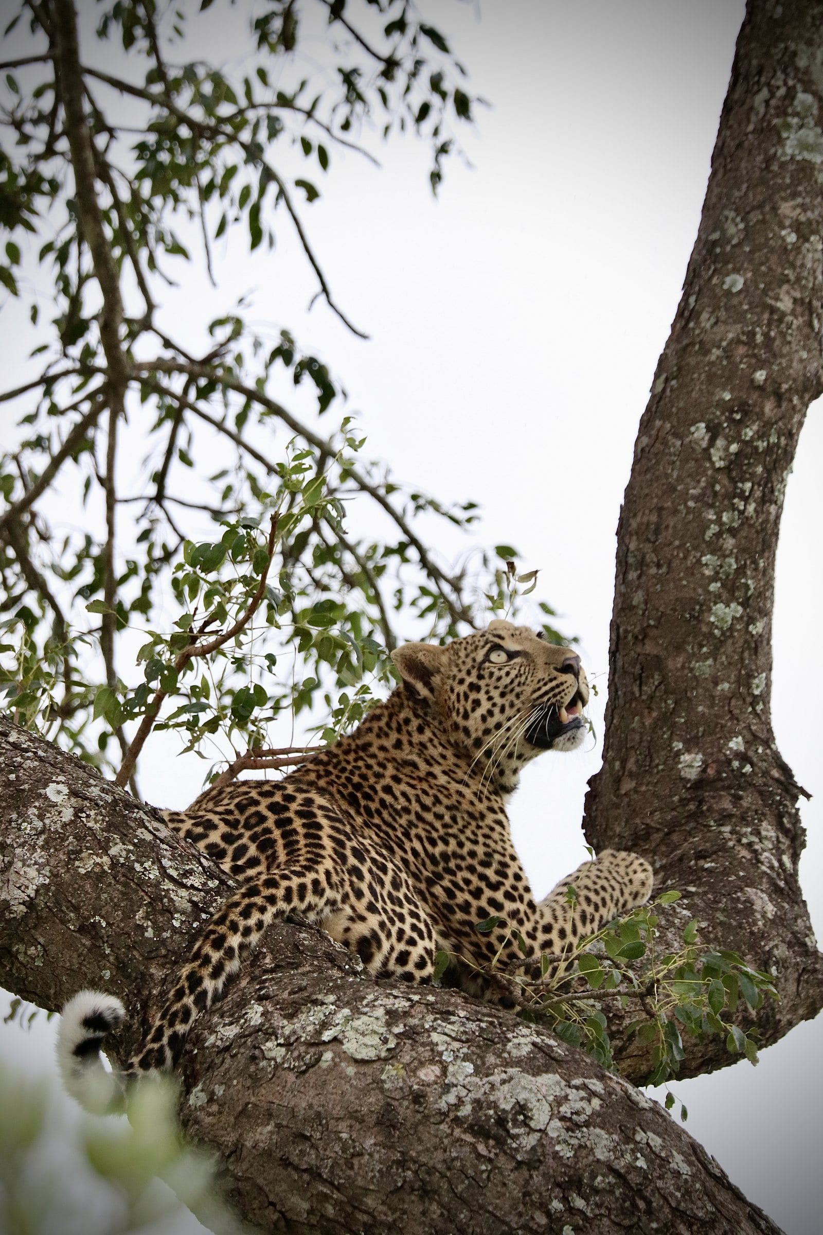 A leopard lying along a branch, looking up through the leaves