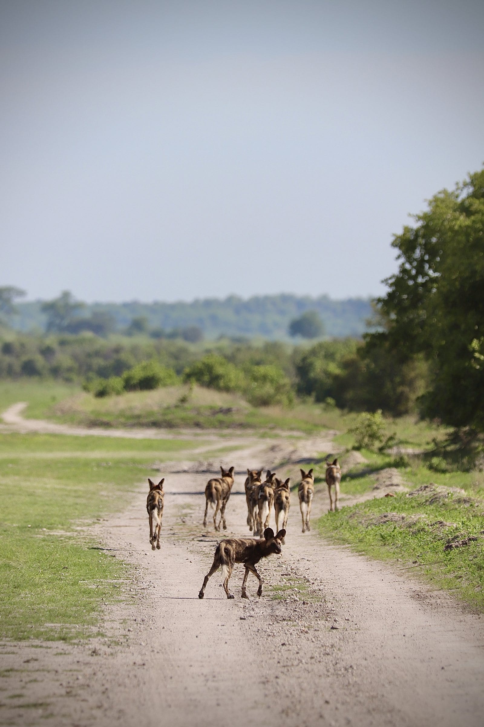 A pack of wild dogs trotting up a dirt road through green bush
