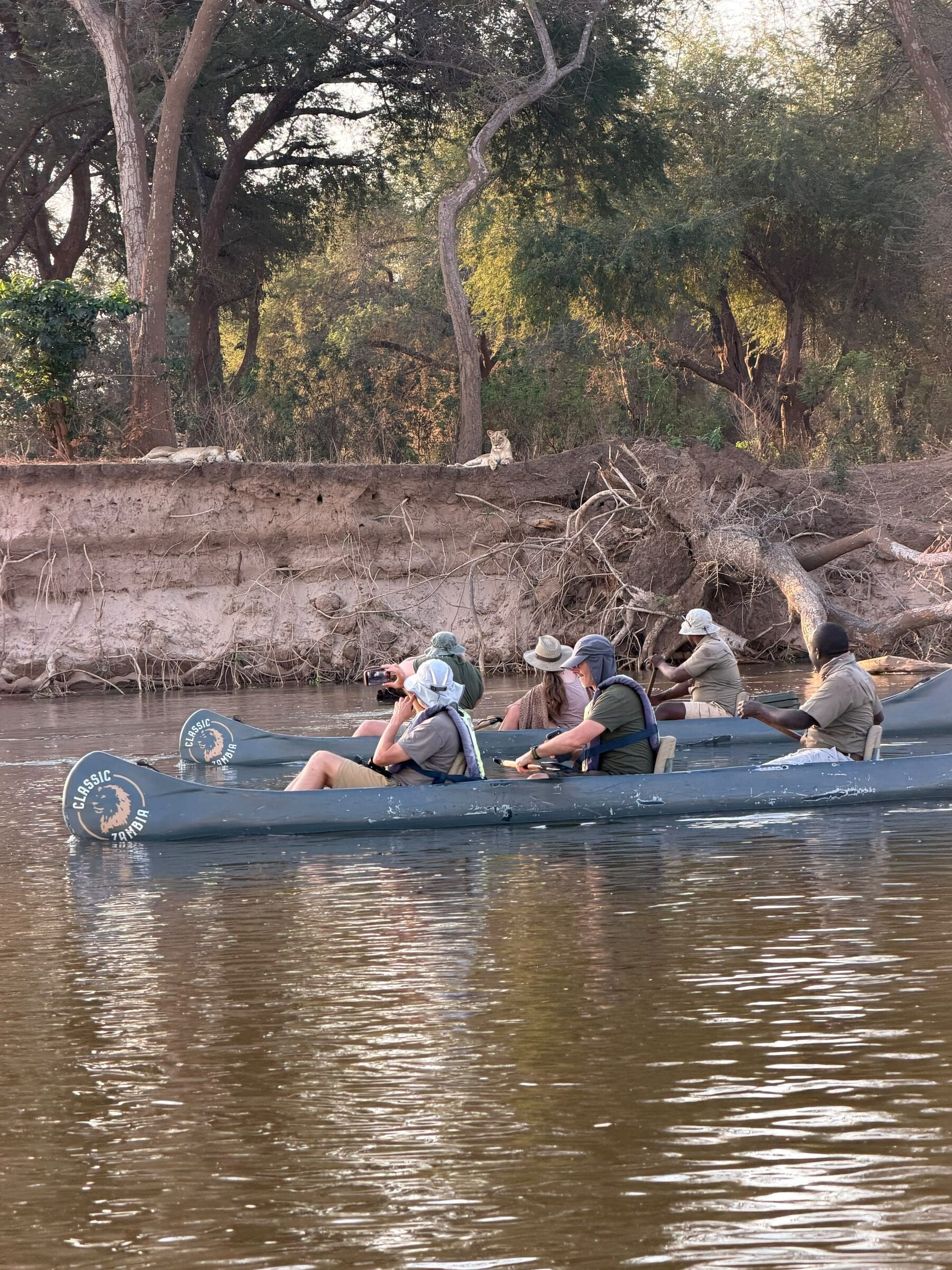 Two lionesses resting on a high riverbank, watched by guests in Classic Zambia canoes on the Zambezi