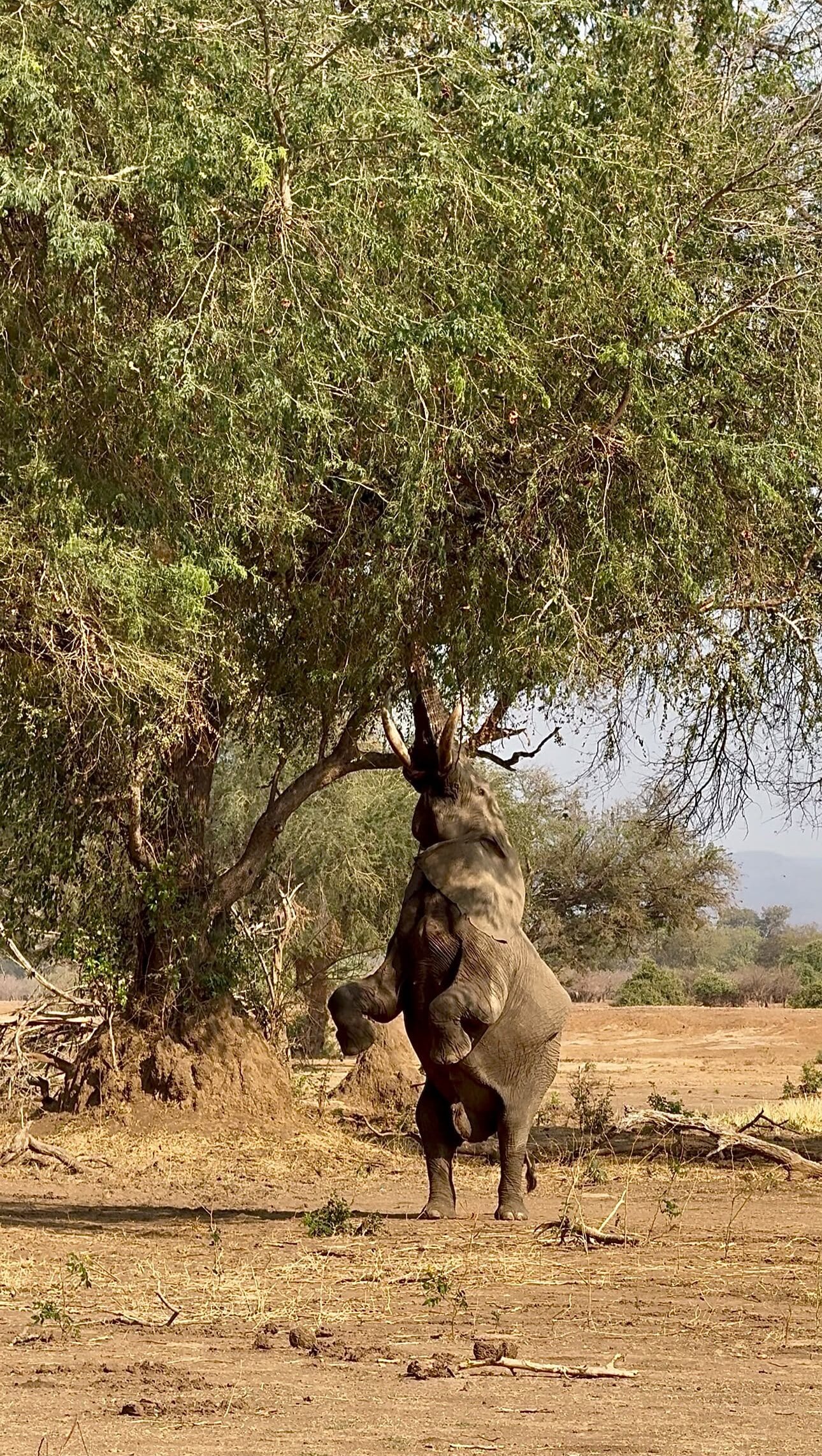 An elephant bull standing on its hind legs, trunk stretched up into a tree to feed